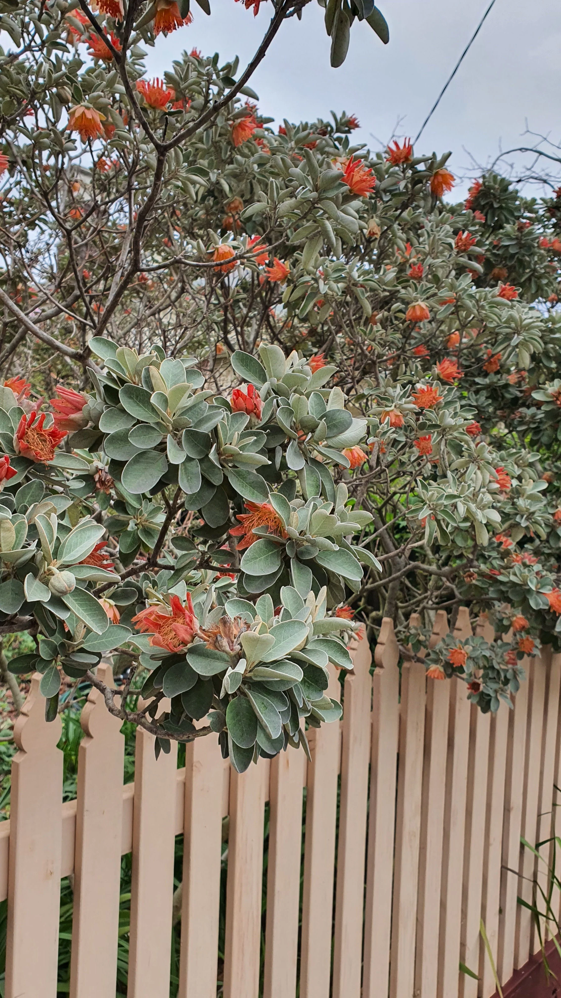 Matching perfectly with a pale-peach fence