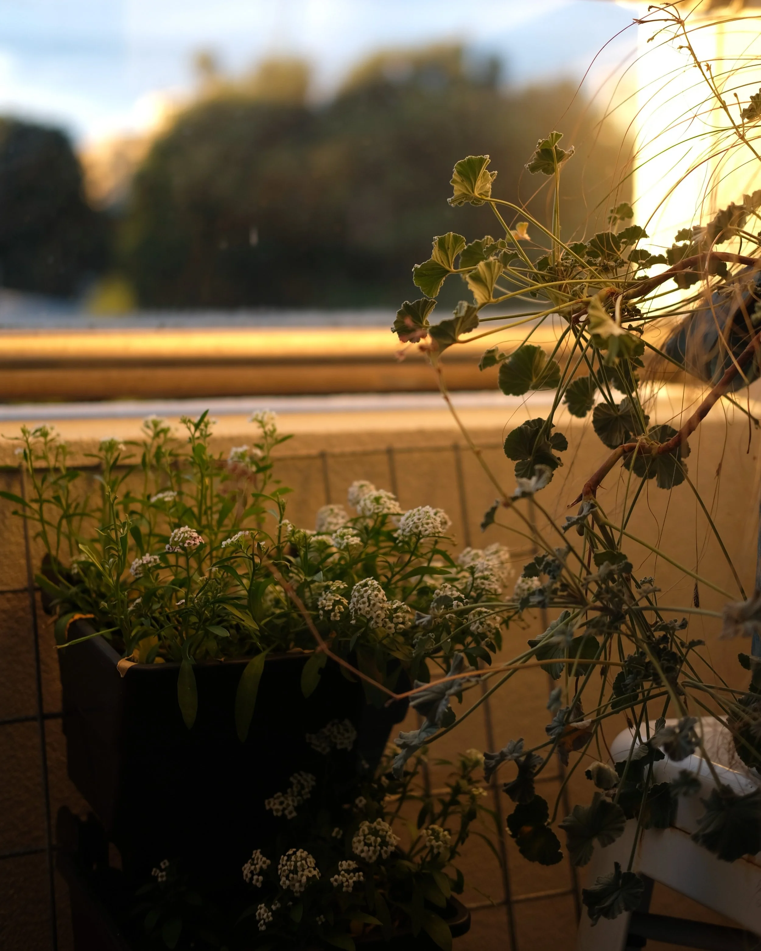 Happy Winter Solstice! I can't get enough of the golden light on my little balcony at this time of year. And grateful for the sweetly scented sweet alyssum that has self-seeded everywhere and never stops flowering.