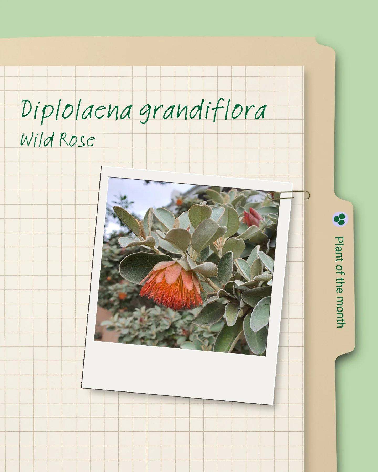 If you're looking for a native shrub that provides visual drama all year round, the Wild Rose is worth a look. It has an upright habit with soft grey-green leaves and showy flowers between late autumn and spring. The flowers dangle like little pom-po