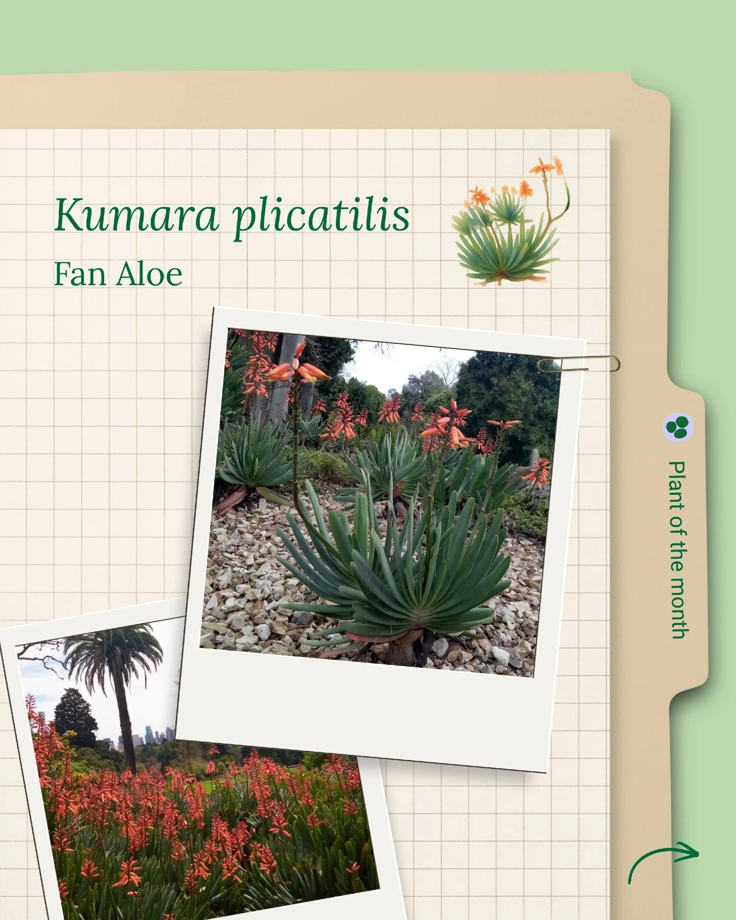 The Fan Aloe is proof that a succulent can be every bit as striking as its cousins, but without the spikes. Formerly known as Aloe plicatilis, this low-maintenance South African beauty is well suited to Mediterranean climates.

Most aloes have serrat
