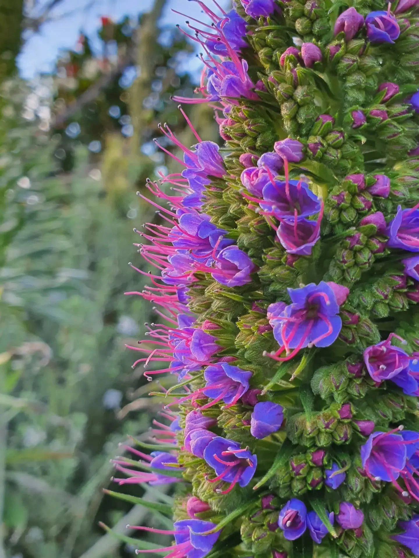 🌸 Beautiful blooms spotted this week around Naarm:
Echium candicans

Need an ID for this one! A melaleuca? 

Corydalis flexuosa 'Porcelain Blue' 

Veltheimia bracteata 

Pandorea pandorana