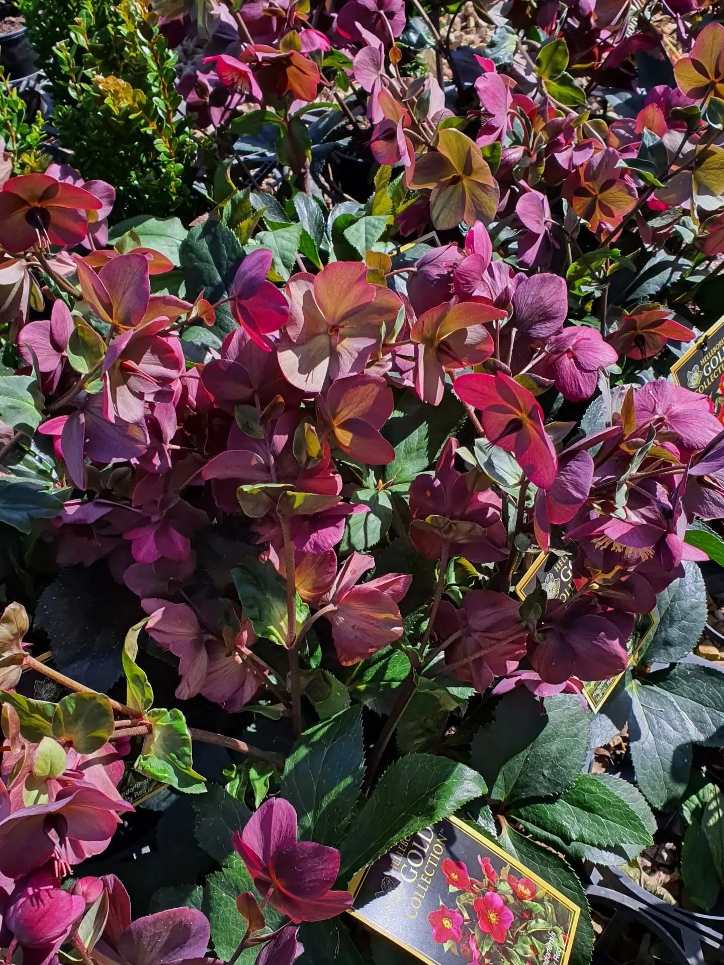 Blooms spotted this week:
Hellebore 'Ice 'n' Roses Early Red' at @plantmark 

Forest pansy 

Blushing bride 'Pretty n Pink' 

Leucospermum being eyed by a wattlebird

Rosemary 

Hardenbergia violacea 

Goodenia ovata