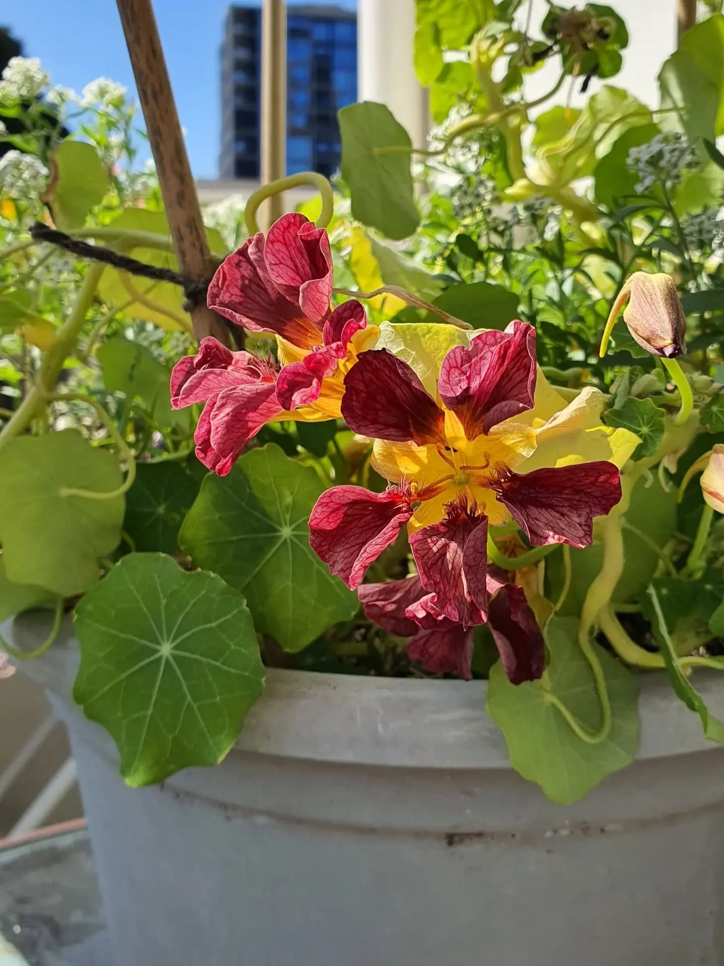 This sweet combo growing under my potted clematis is bringing me and the hoverflies a lot of joy on this Spring Equinox ✨
I'm sure the clematis appreciates the living mulch keeping its roots cool 

Nasturtium 'Black Velvet' and 'Salmon Gleam', and sw