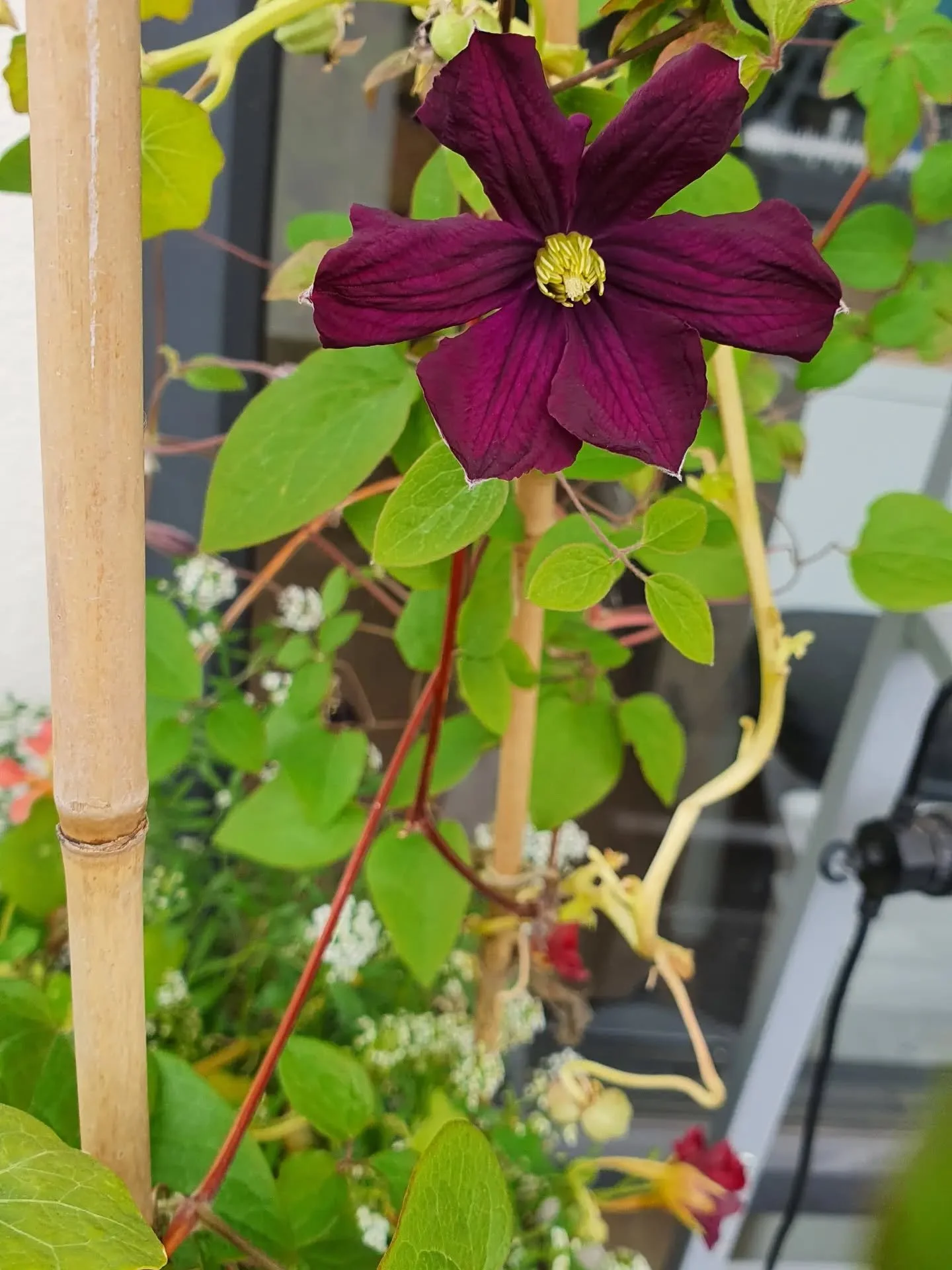 🌼 What's blooming on my balcony?
Clematis viticella 'Etoile Violette' 

#BalconyGarden #SmallSpaceGardening #ABCMyGarden 

Ornithogalum umbellatum (Star of Bethlehem) 

Viola 'Johnny Jump Up' 

Nasturtiums 'Black Velvet' and 'Purple Emperor' 

Pelar
