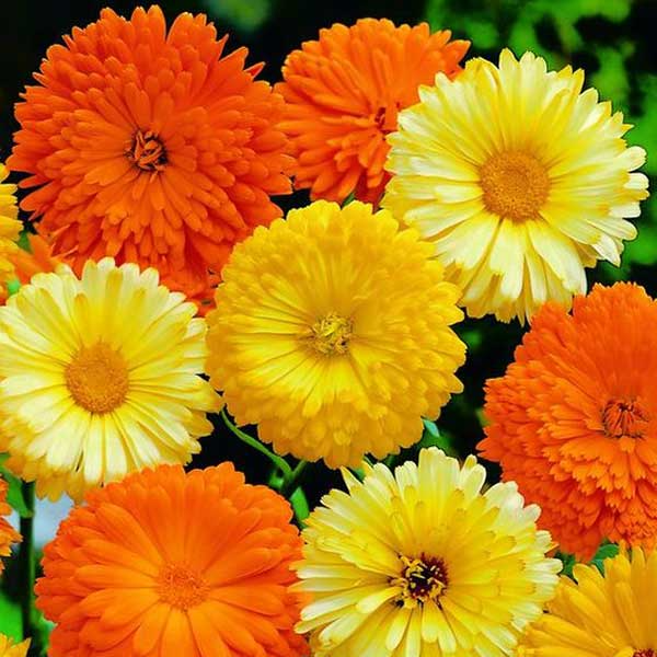 little-veggie-patch-co-seed-calendula-4.png