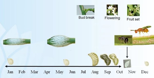 Graphic of the lifecycle of citrus gall wasp