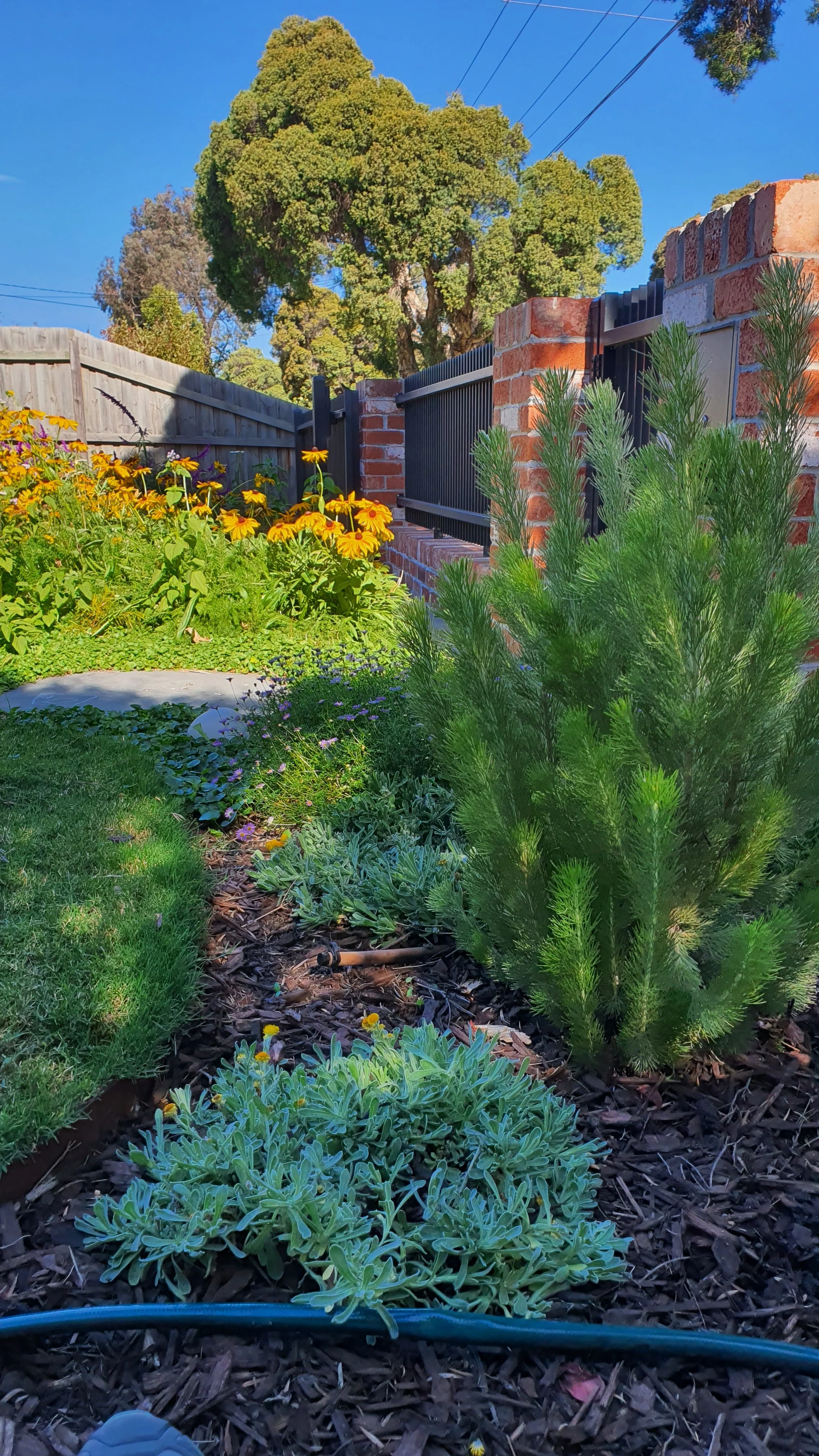 Garden with paving, irrigation, lighting and native plants with yellow and purple flowers