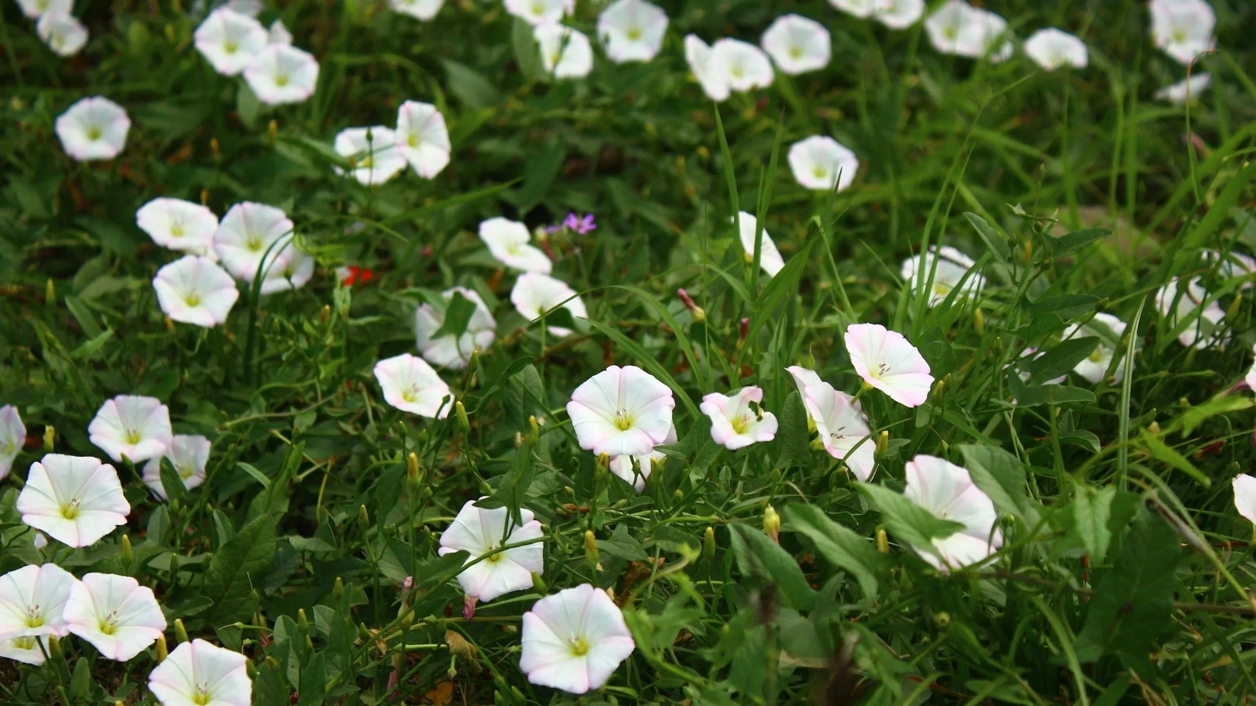 8 Ways to Control Weeds Sustainably