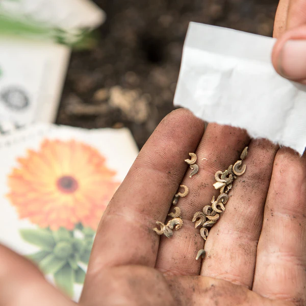 little-veggie-patch-co-seed-calendula-3.png