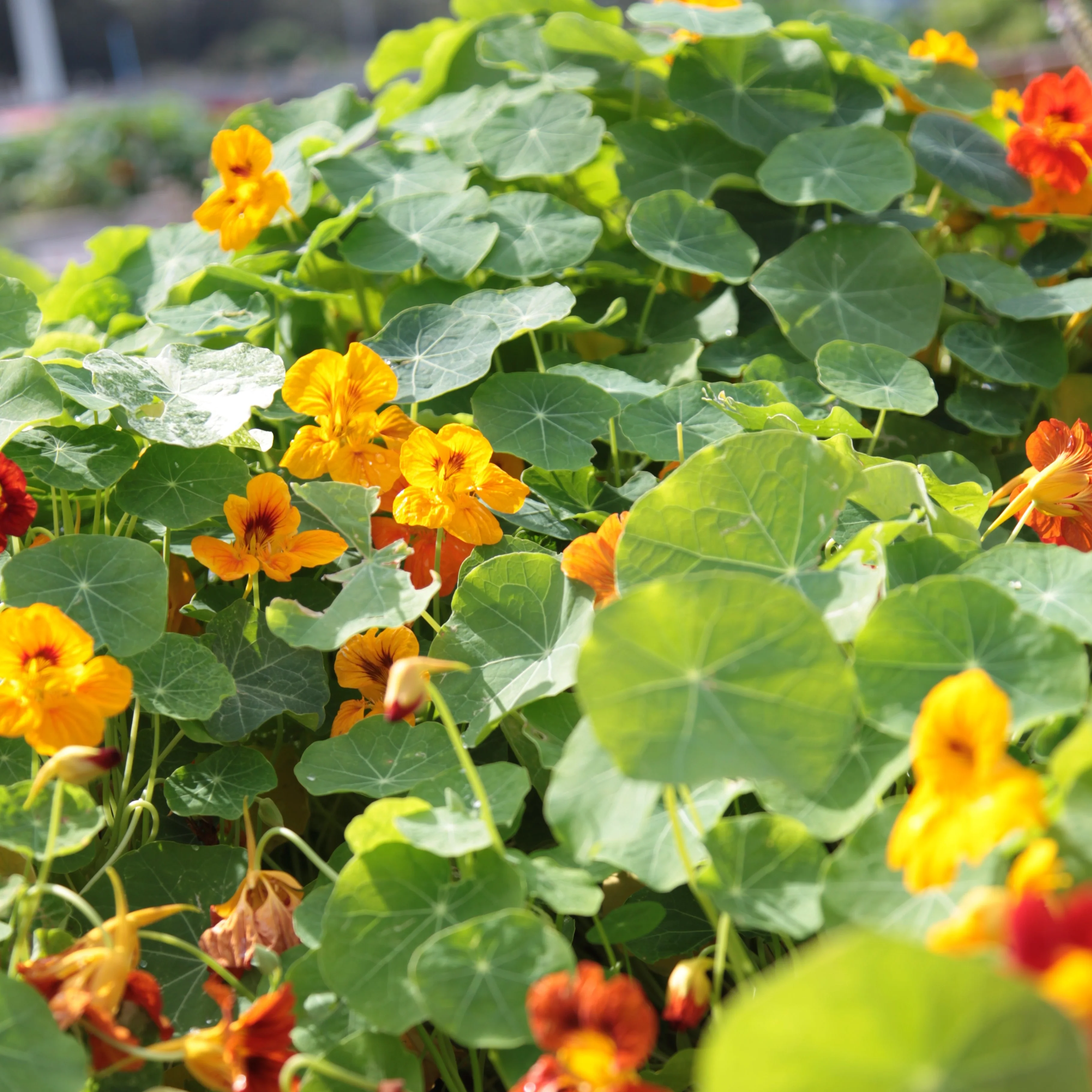 little-veggie-patch-co-seed-nasturtium-2.png