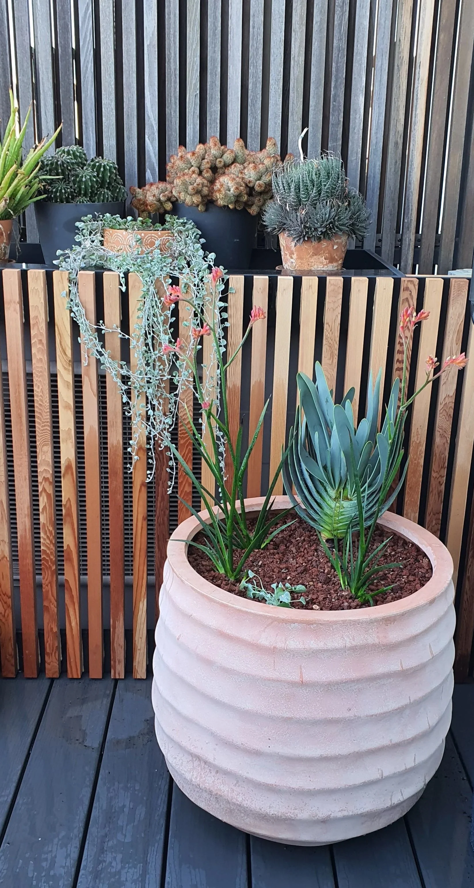 A selection of succulents in terracotta pots against a batten screen
