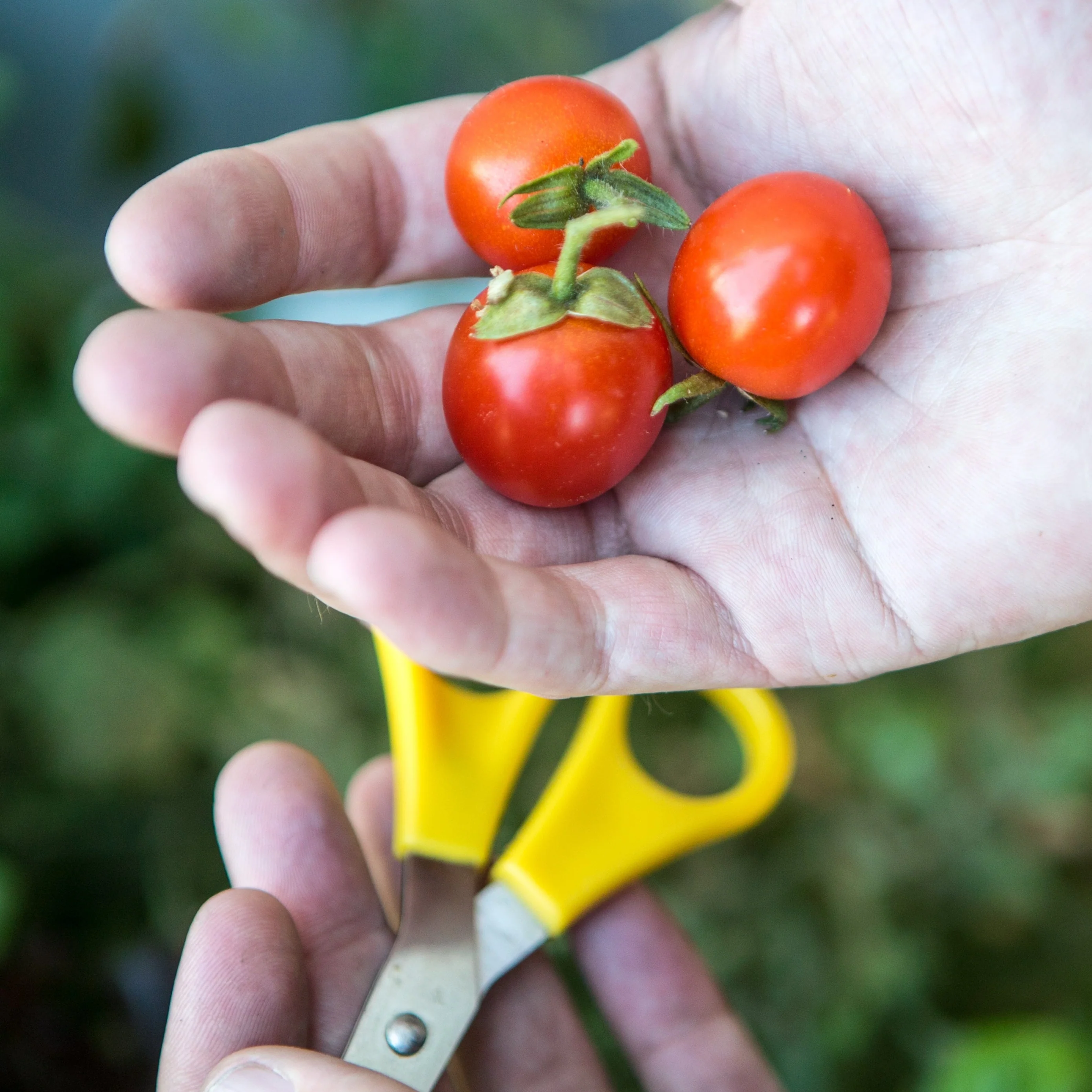little-veggie-patch-co-seed-tomato-tommy-toe-2.png