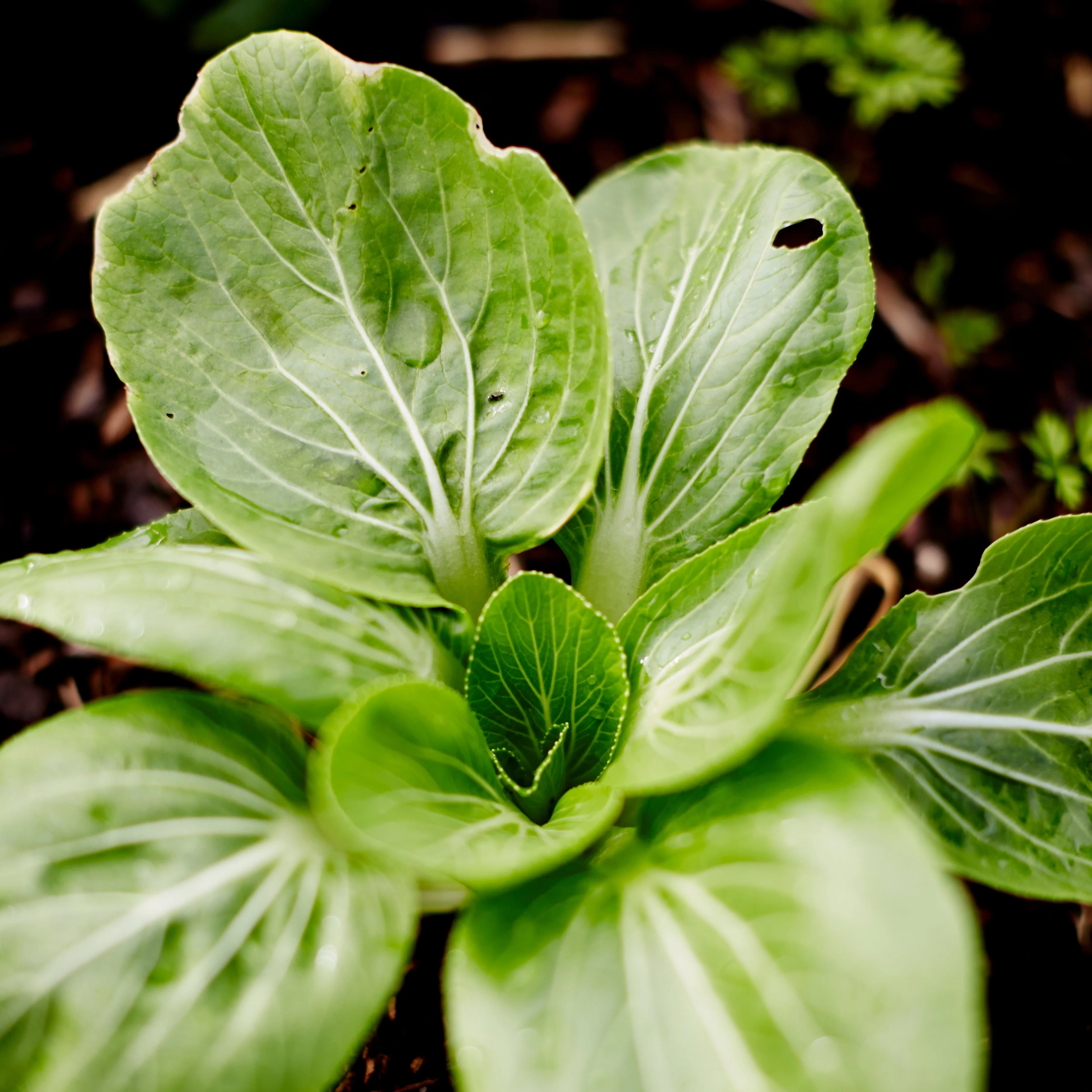 little-veggie-patch-co-seed-pak-choi-2.png