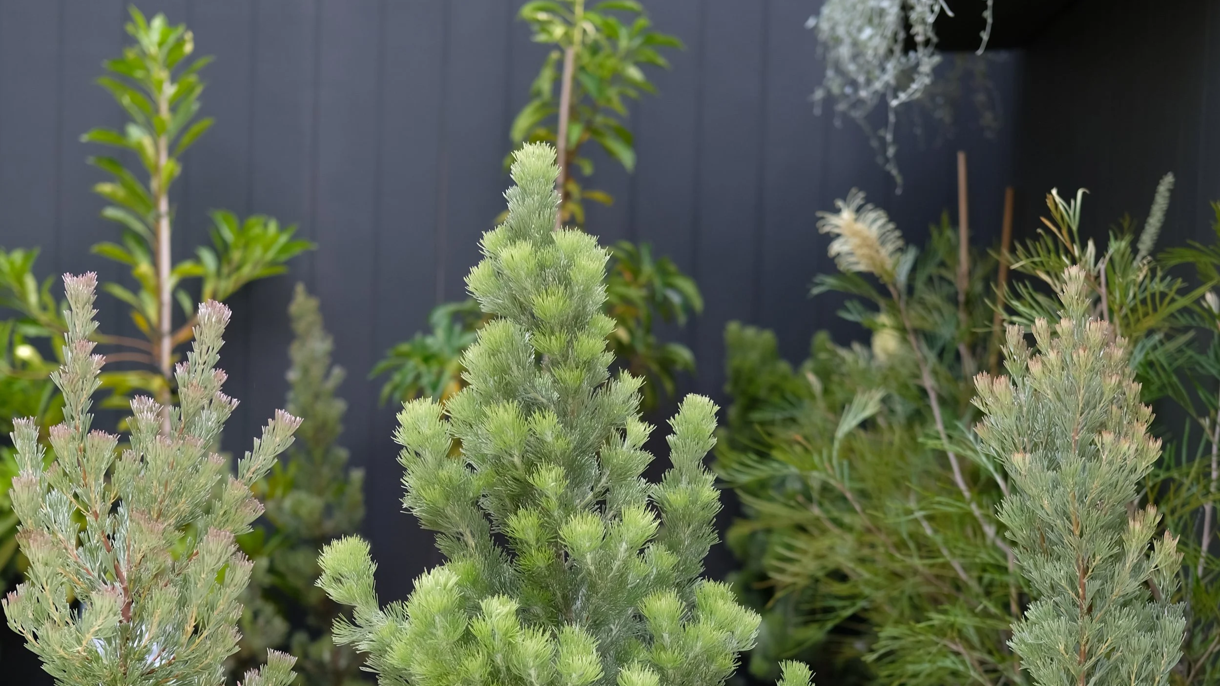 Plant of the month: Adenanthos sericeus