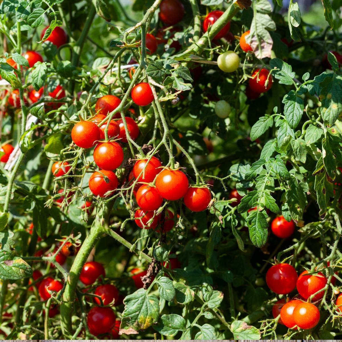 little-veggie-patch-co-seed-tomato-tommy-toe-1.png