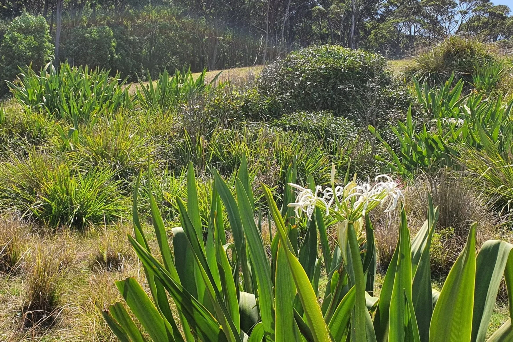 Plant of the month: Crinum pedunculatum 