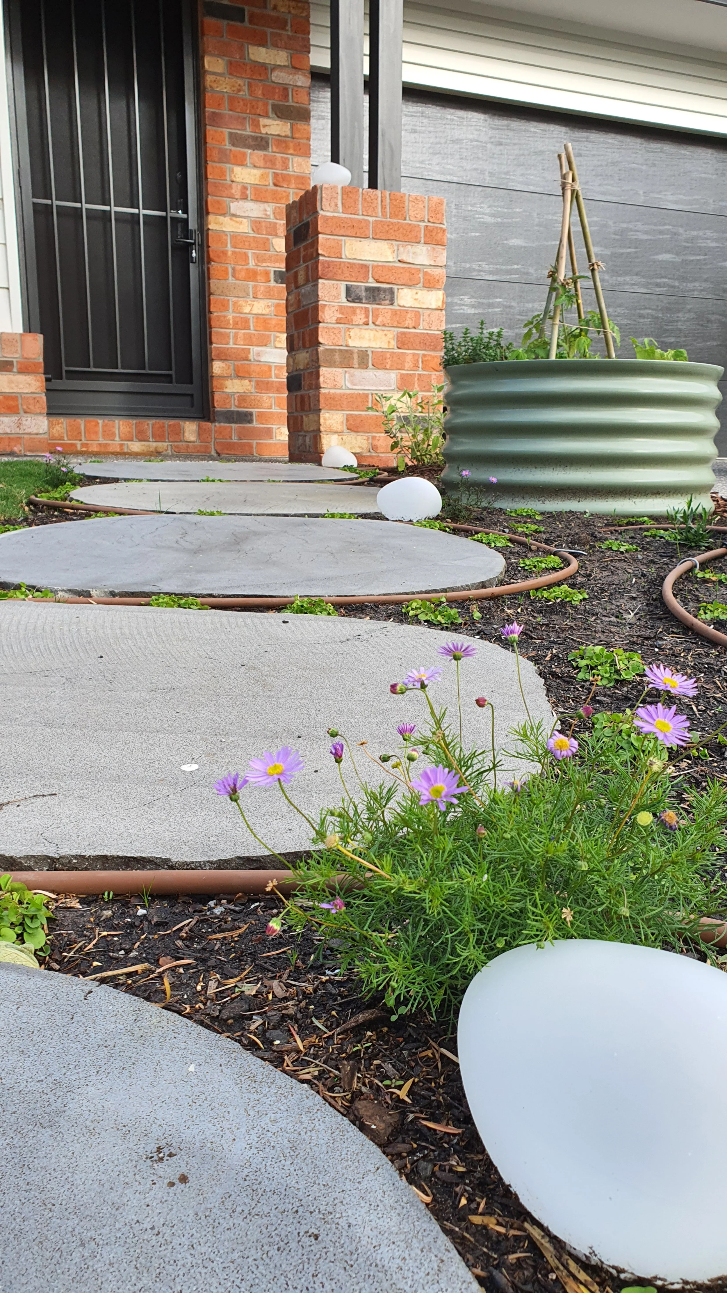 A photo of a bluestone stepper path with brachyscome multifida plant in the foreground and a raised bed in the background