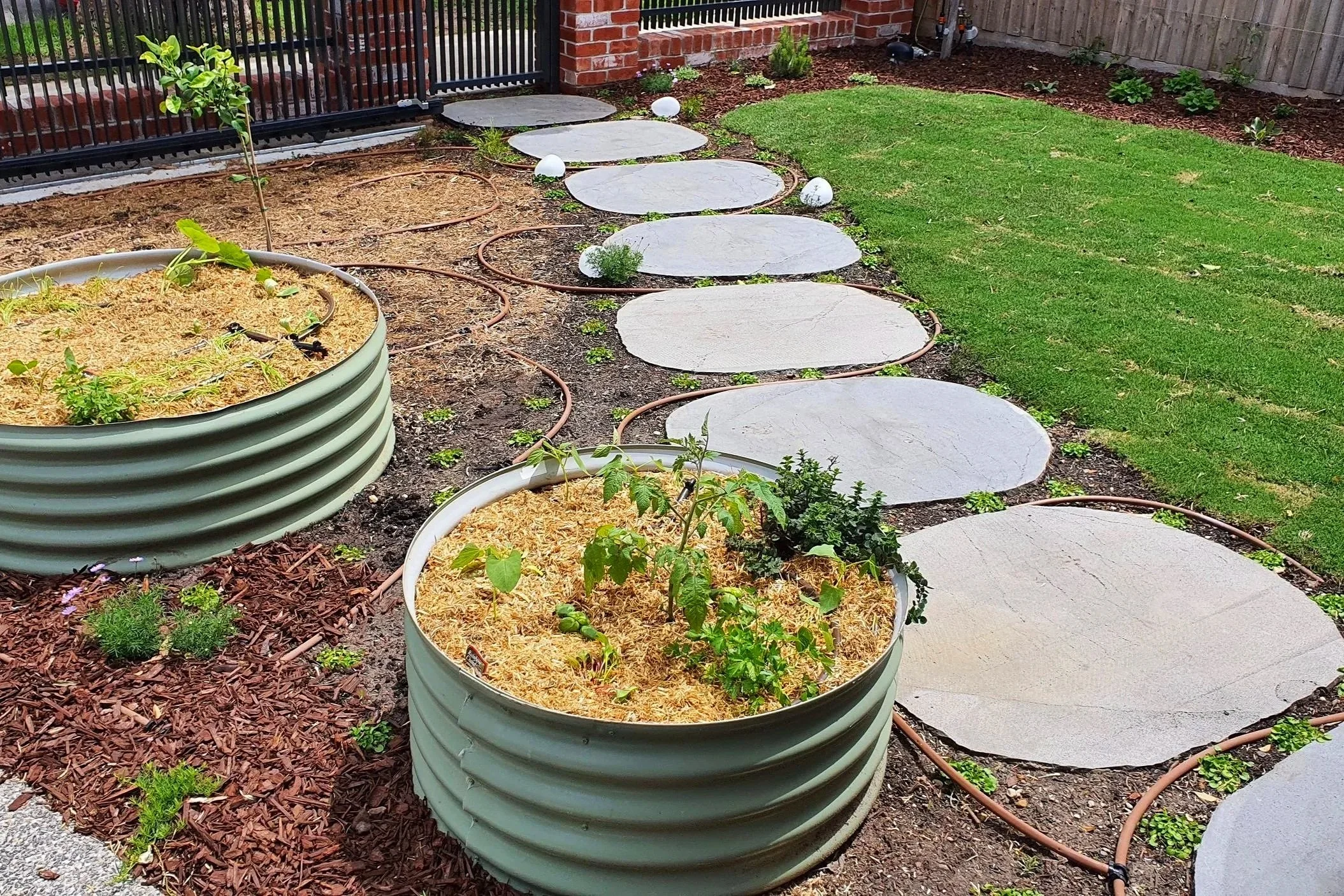 A photo of a newly installed front garden with large bluestone steppers down the middle, 2 pale green round raised vegetable beds and a soft lawn