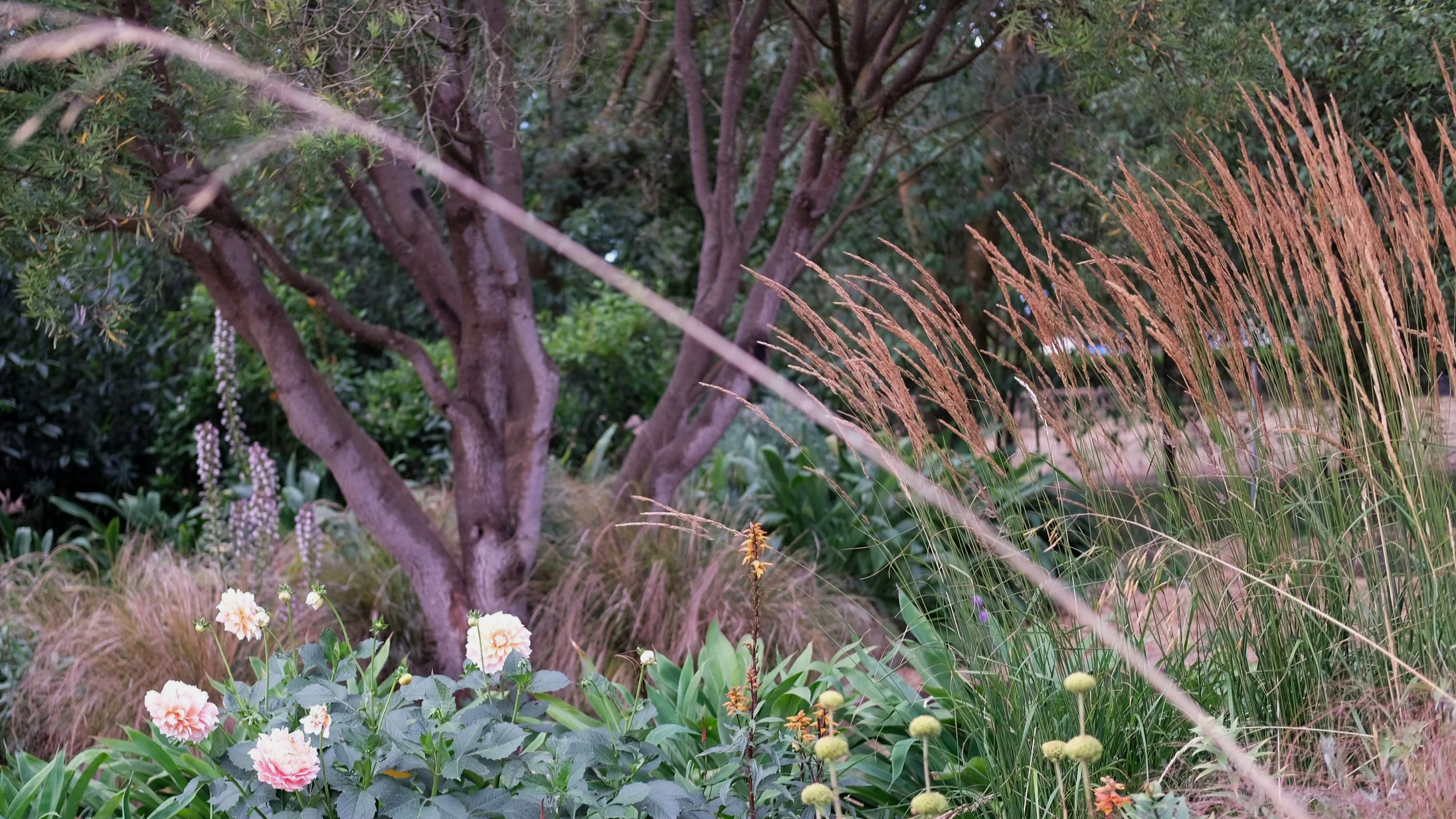 Plant of the month: Calamagrostis 'Karl Foerster'