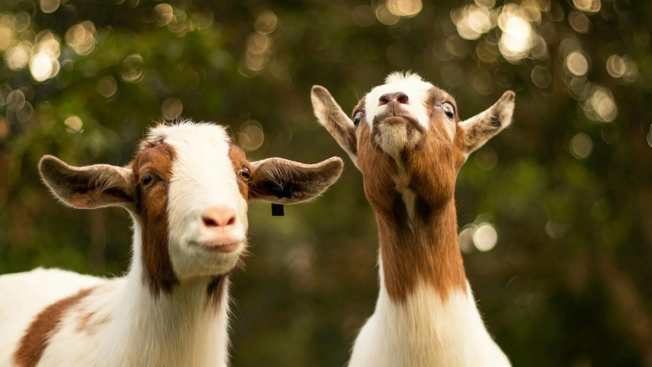 Goats controlling weeds