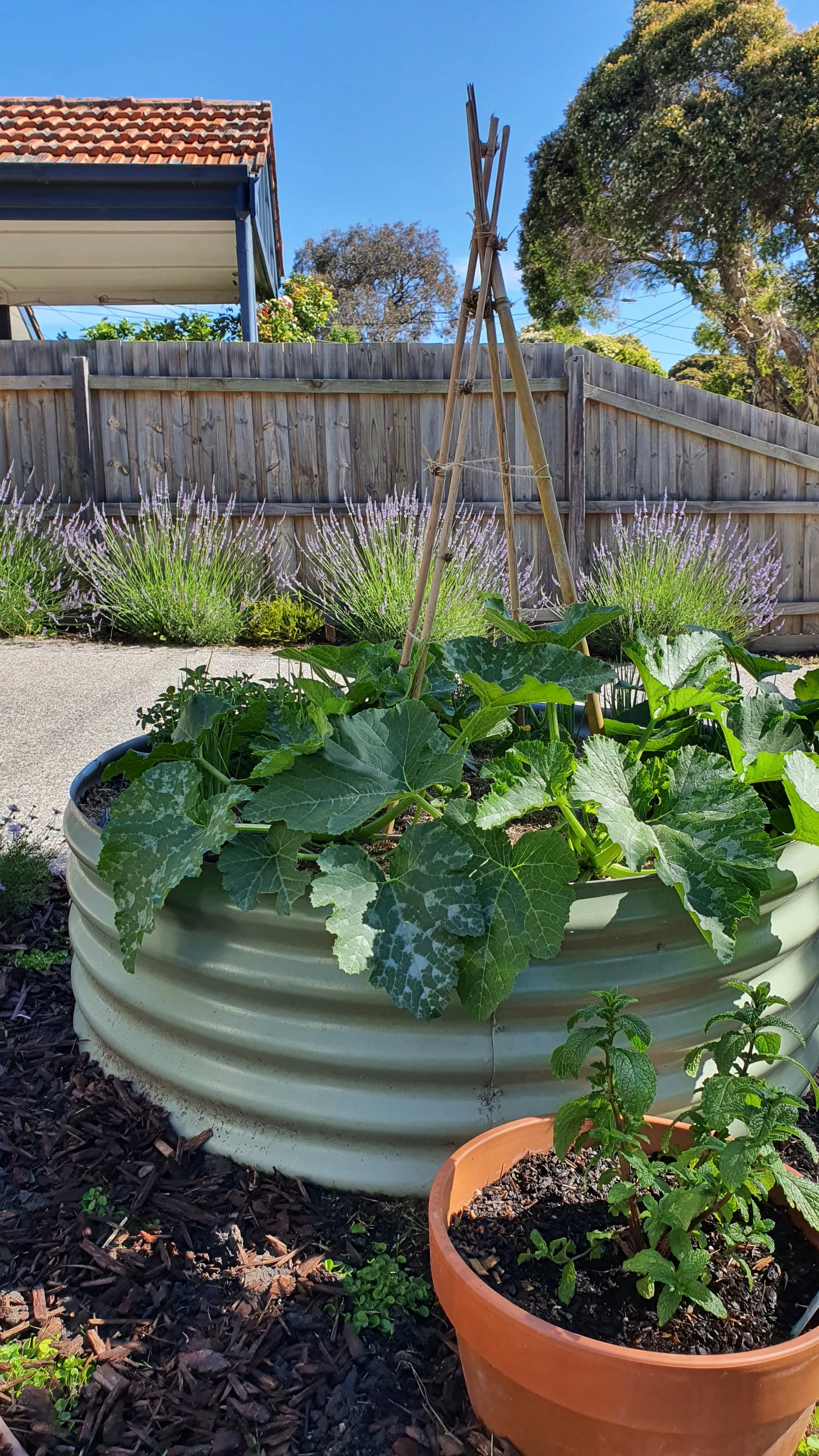 A pale green metal raised garden bed with lush zucchini, a mint in a terracotta pot and a background of lavender along the driveway