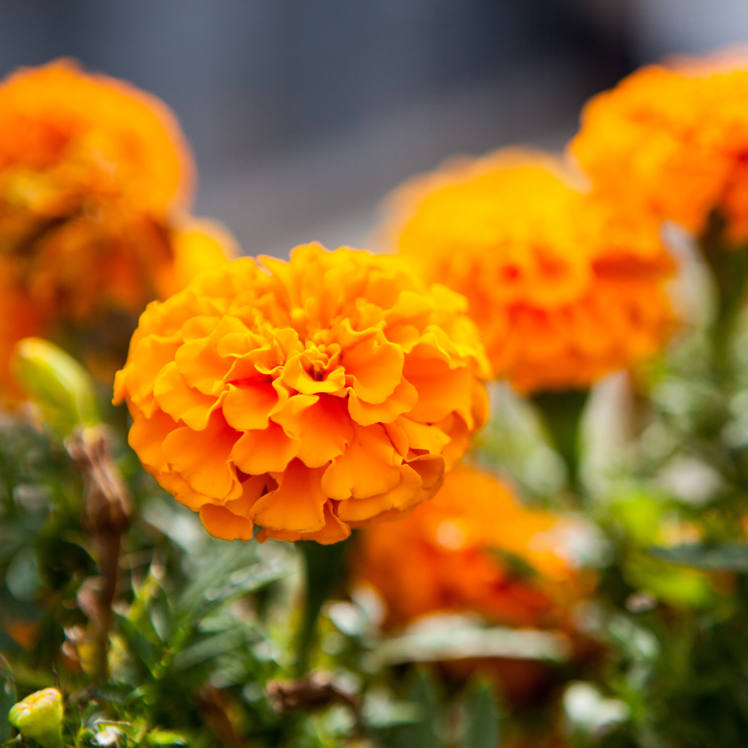 little-veggie-patch-co-seed-marigold-2.png