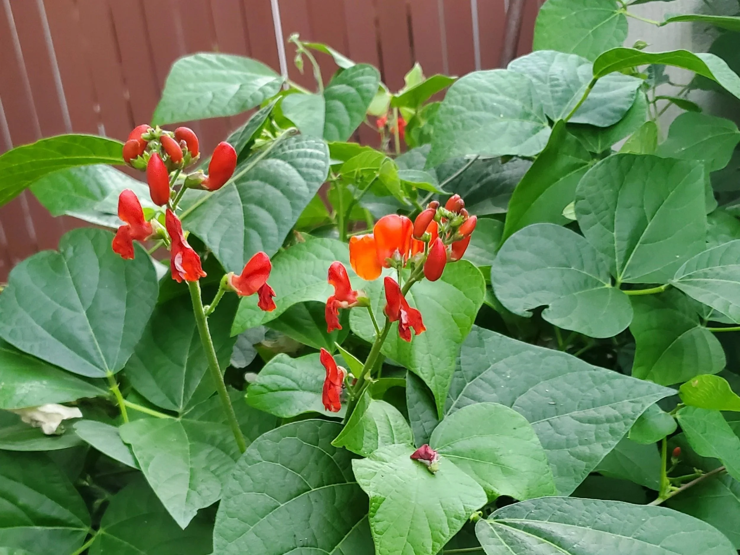 Plant of the month: Scarlet runner beans