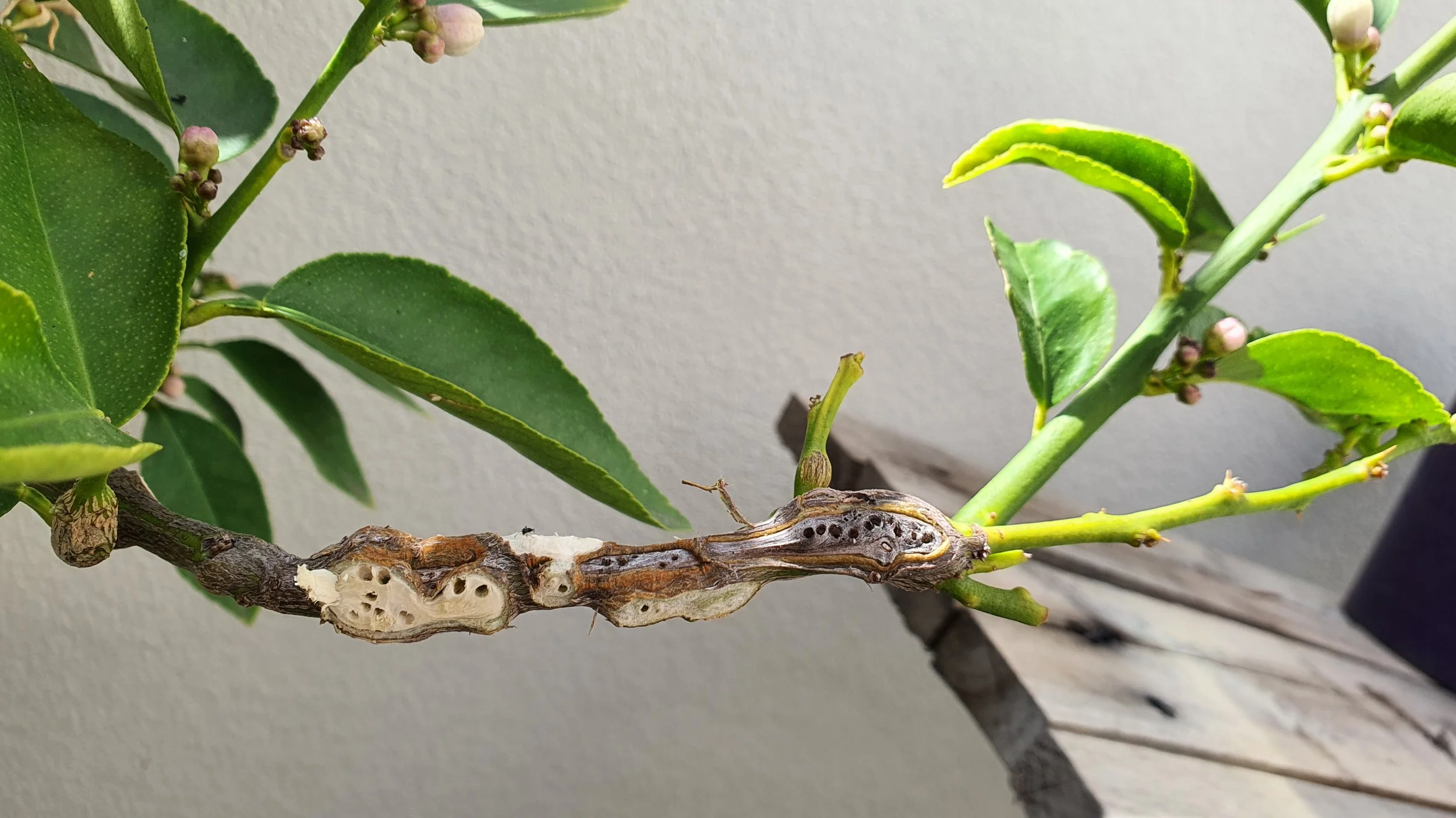 Lemon tree branches showing galls with bark peeled back showing holes where wasps have emerged