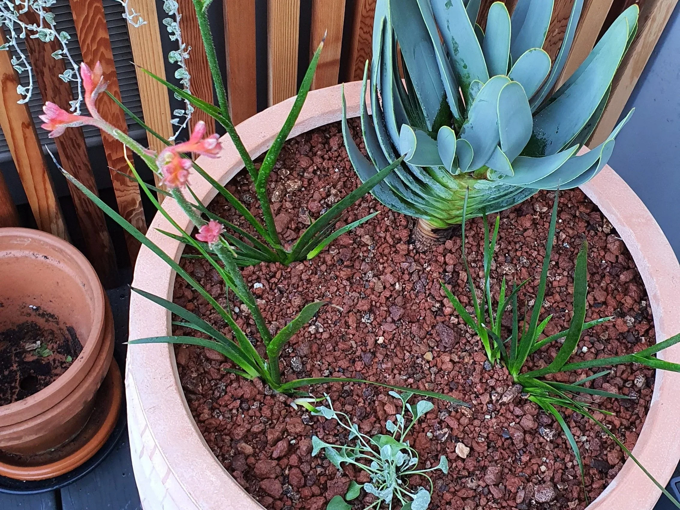Terracotta pot with aloe and succulents with red mineral mulch