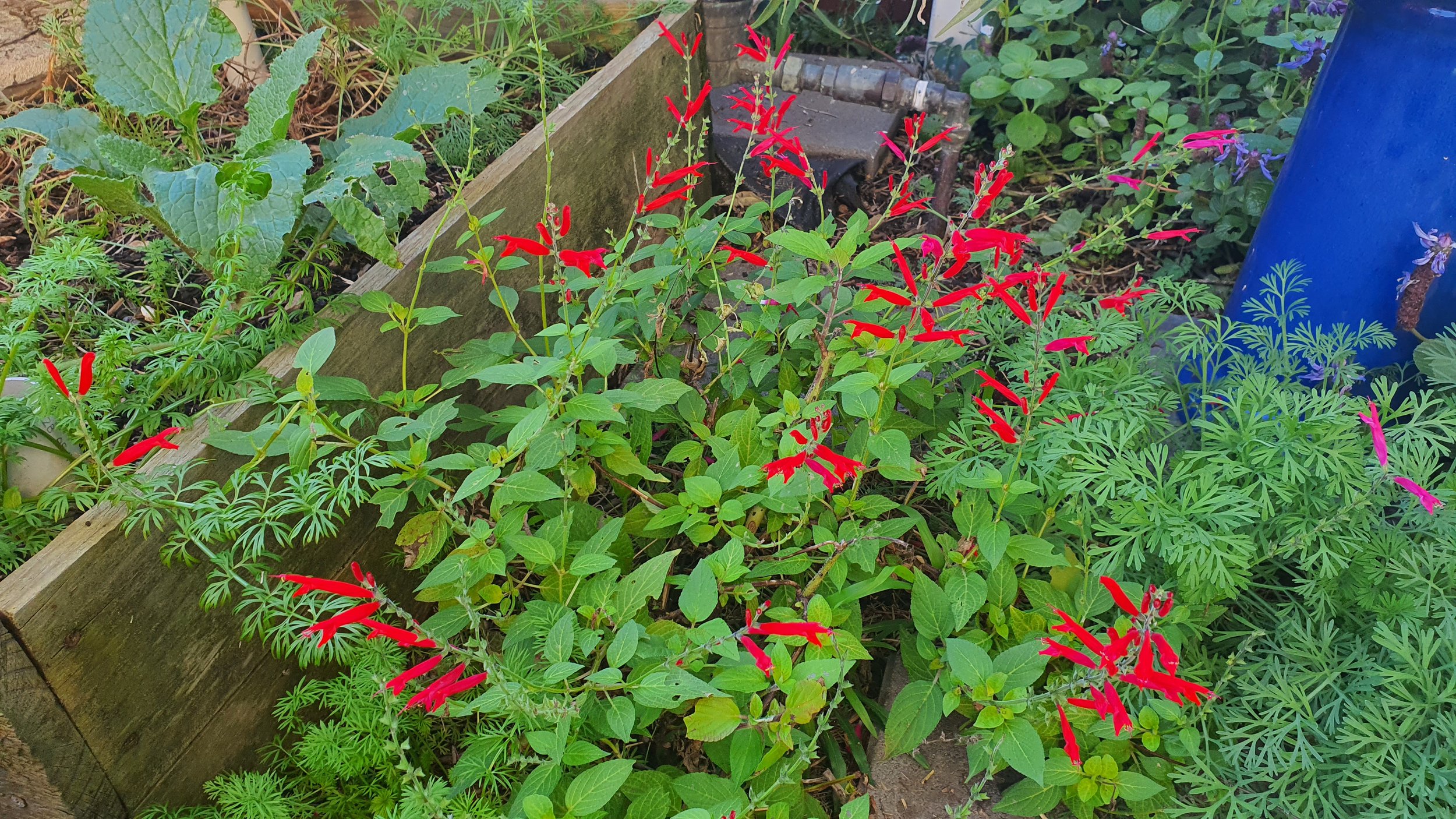 Plant of the month: Salvia elegans