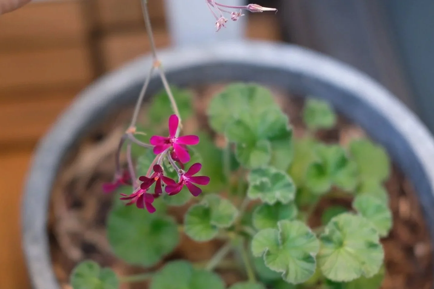 Plant of the Month: Pelargonium sidoides