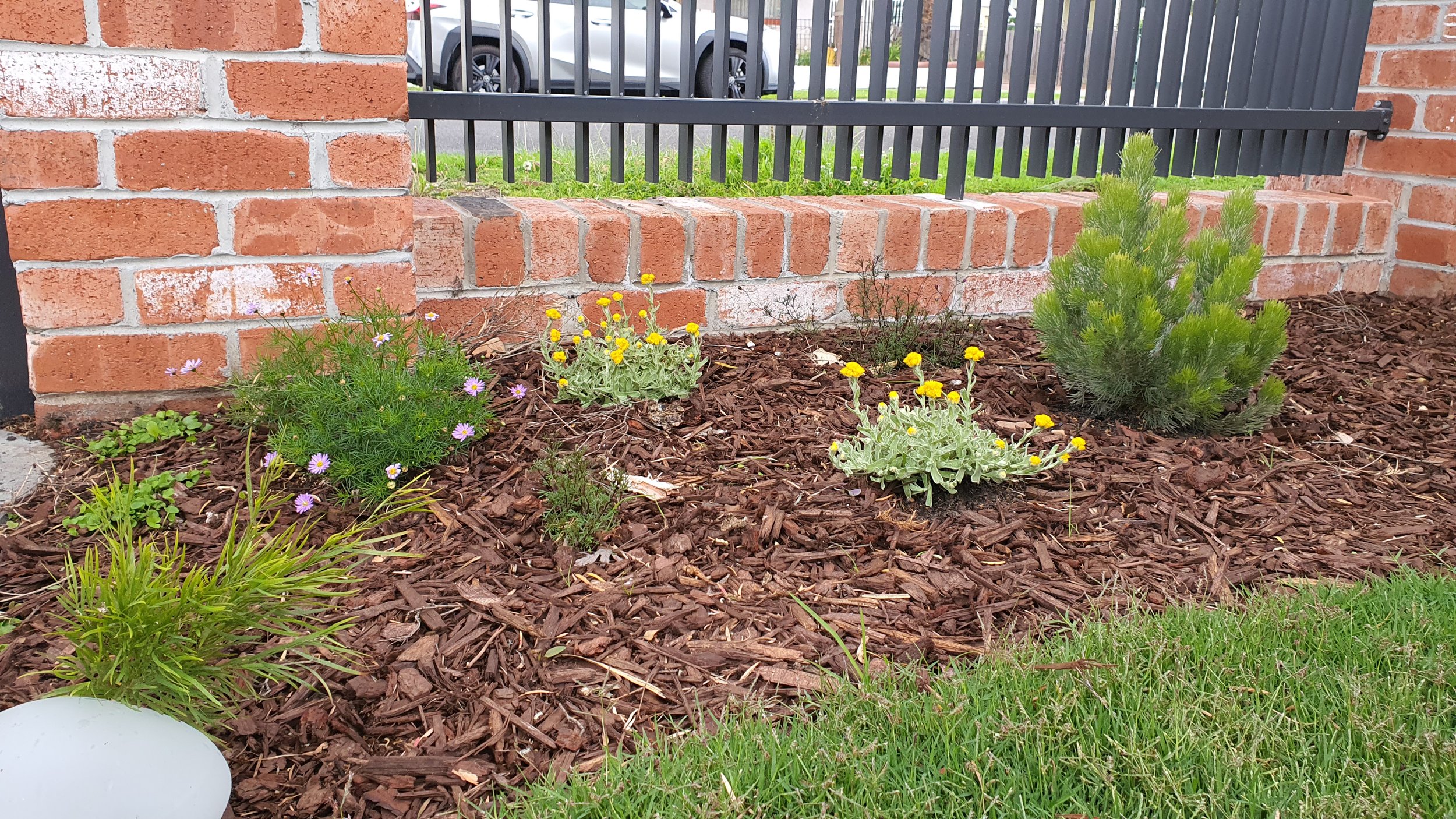 A photo of native plants against a red brick fence, including woolly bush, yellow buttons, cut leaf daisy and acacia mini cog.