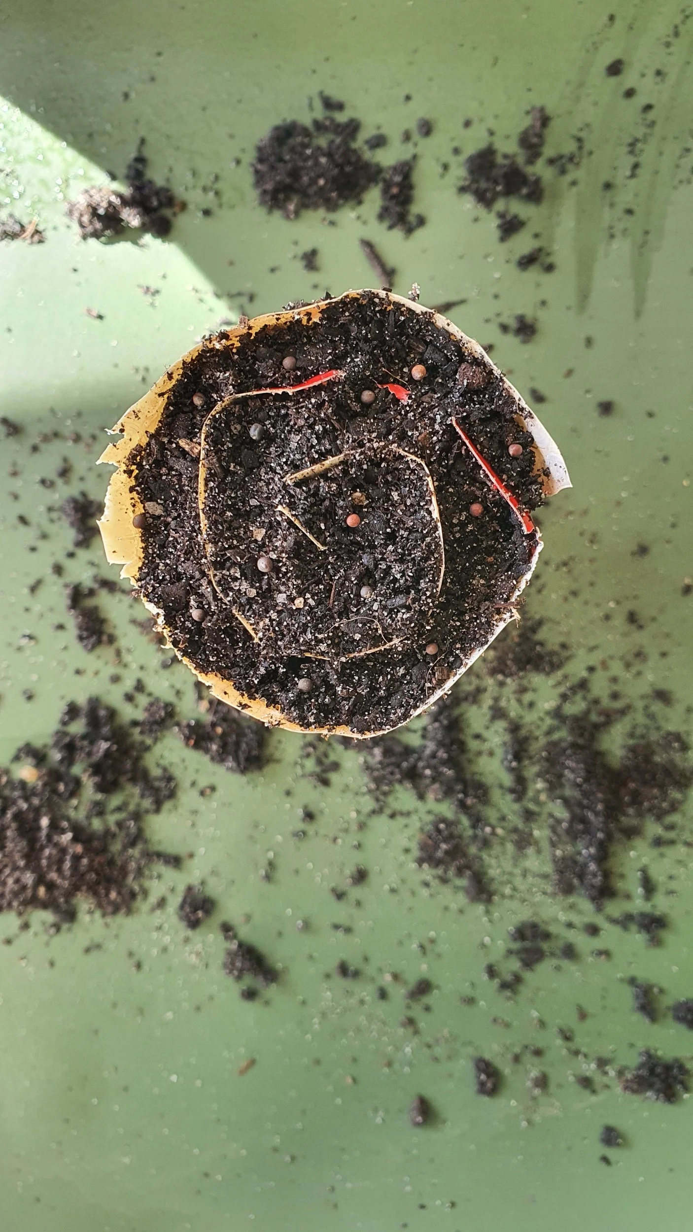 How to make a seed snail