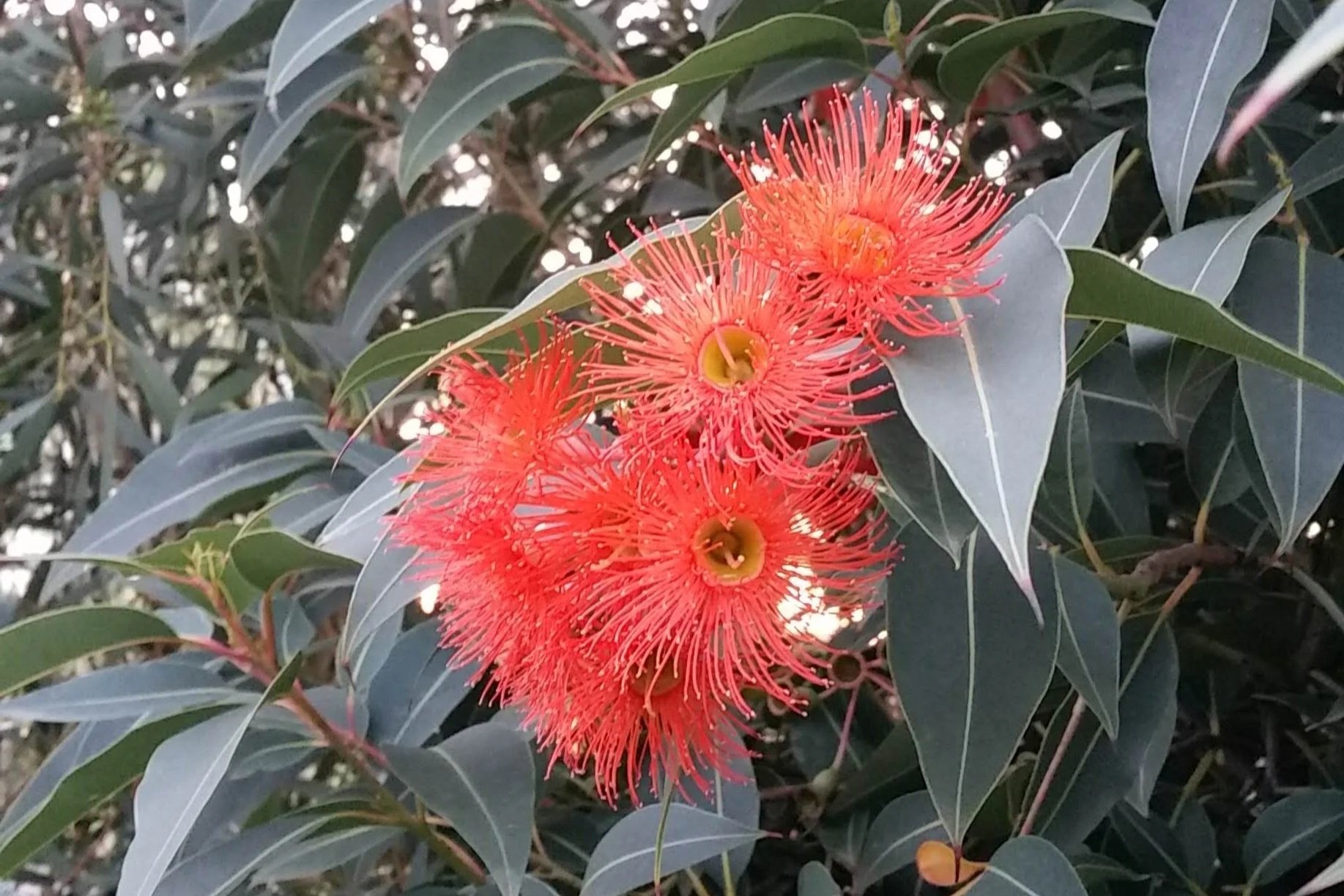 Plant of the month: Corymbia ficifolia