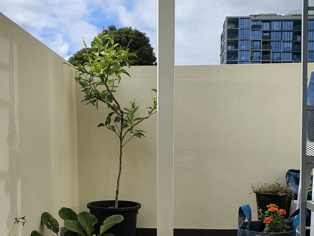 Animation of the finished plant bench on a balcony with plants being added to it