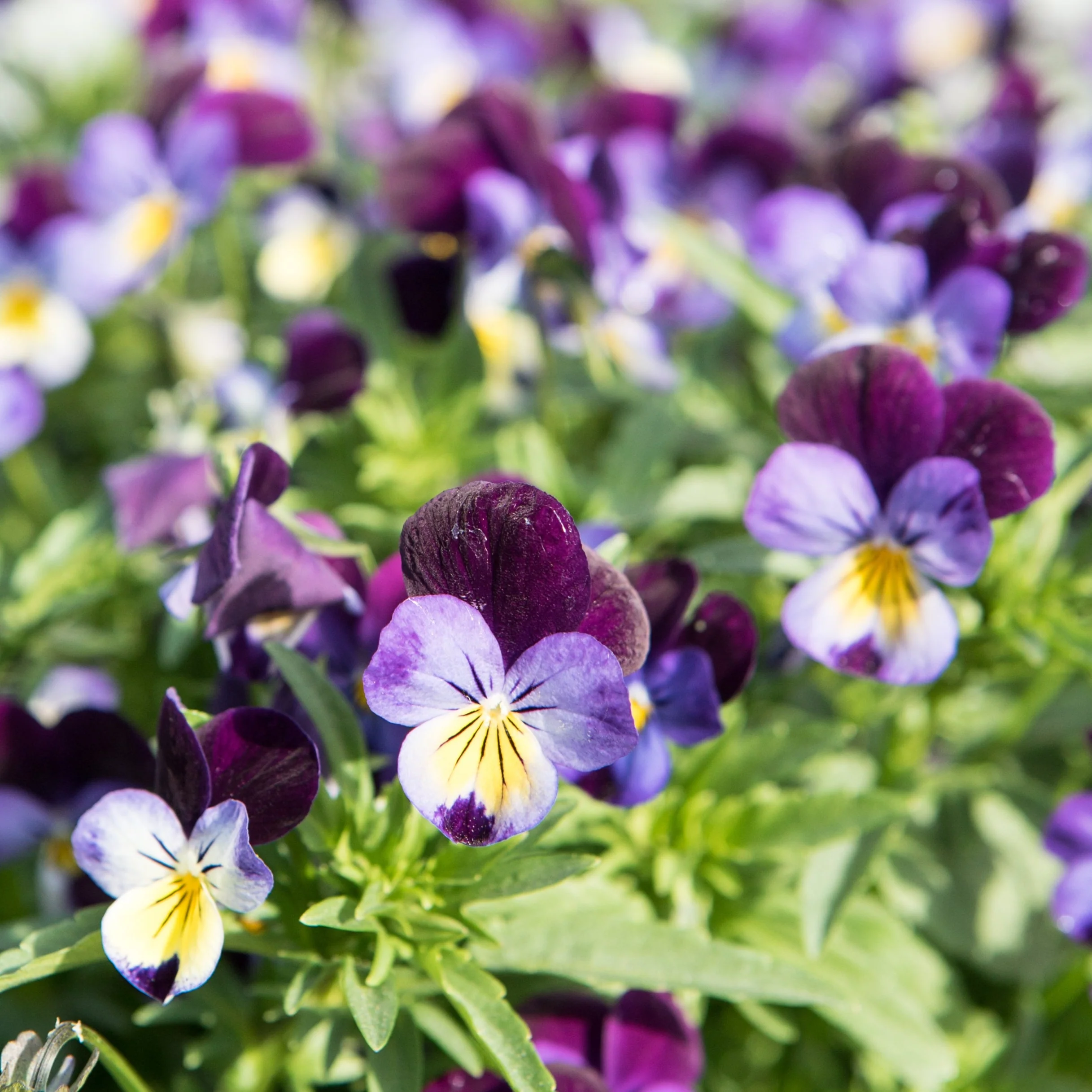 little-veggie-patch-co-seed-viola-2.png