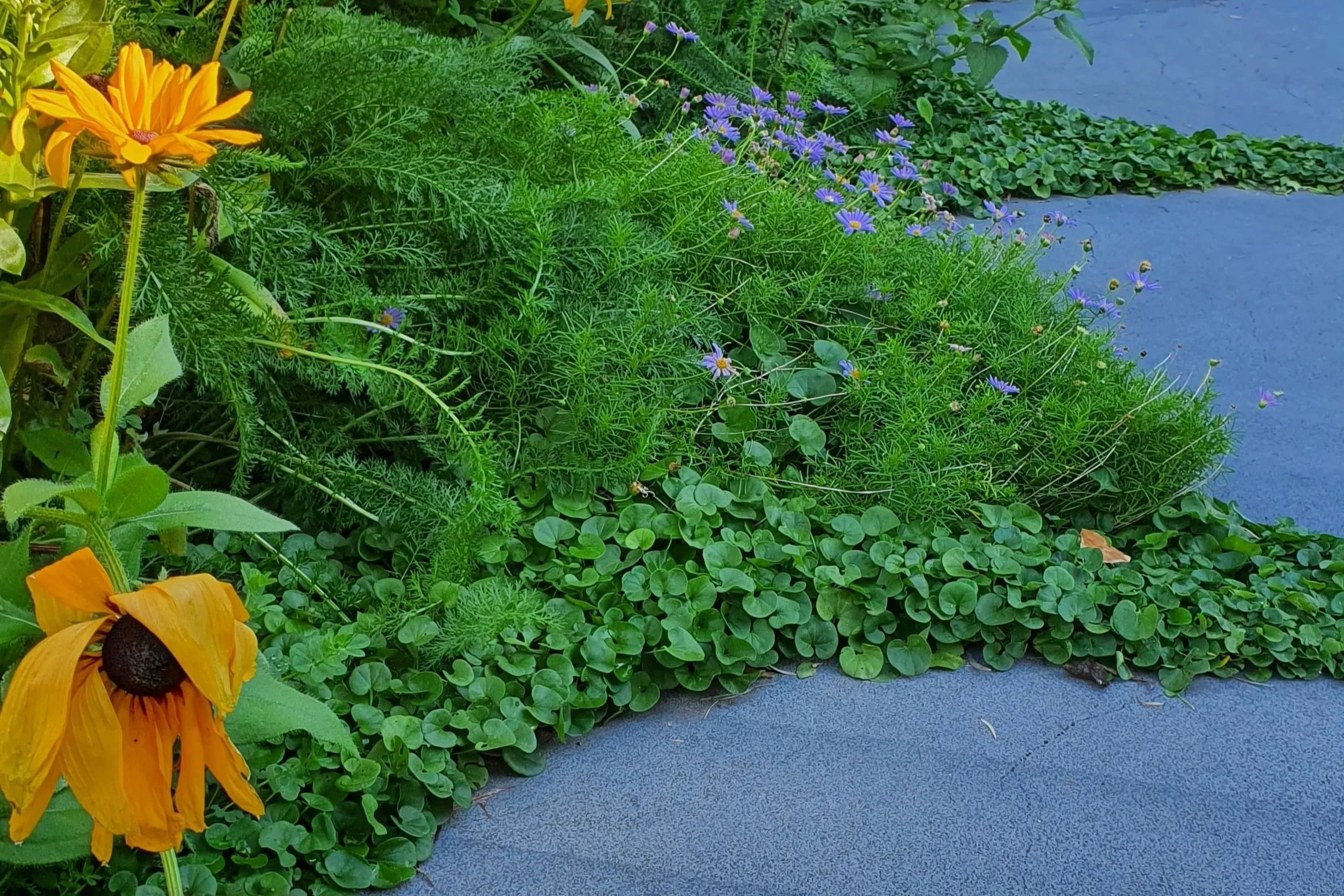 A bluestone path interspersed with small kidney-shaped leaves