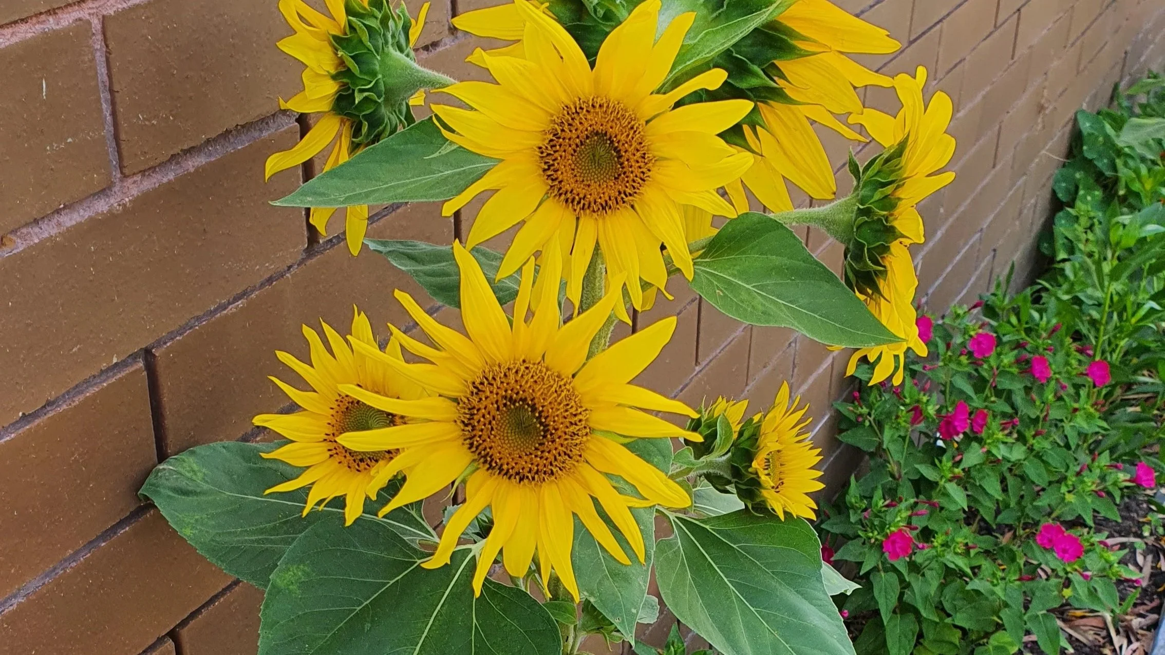 A photo of bright yellow sunflowers against a brick wall with small magenta flowers in the background