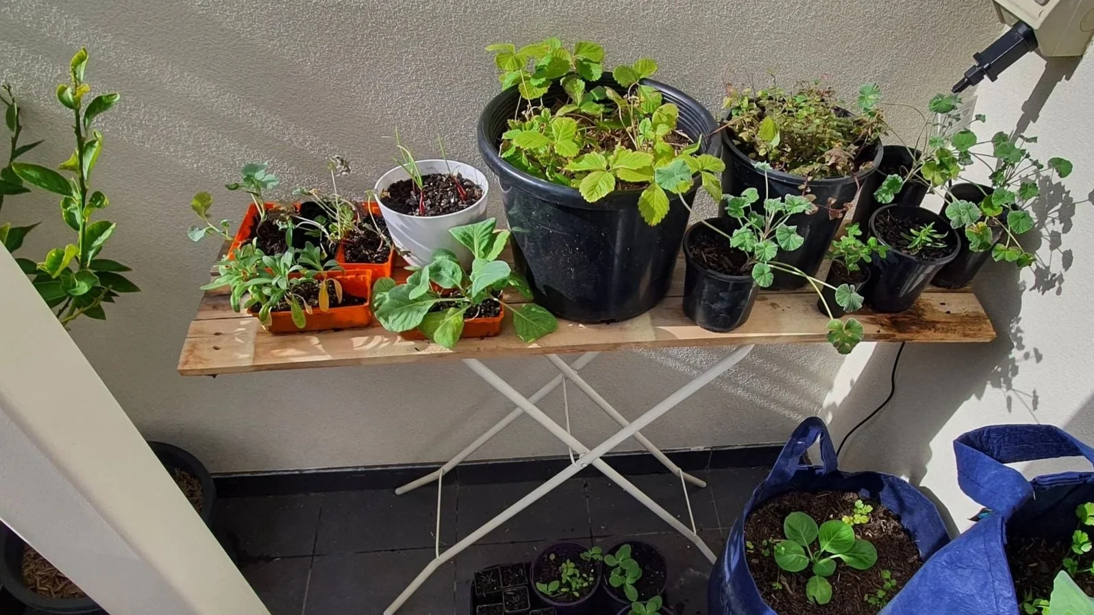 A plant bench made from pallet wood and an ironing board frame with seedlings and pot plants in the sun