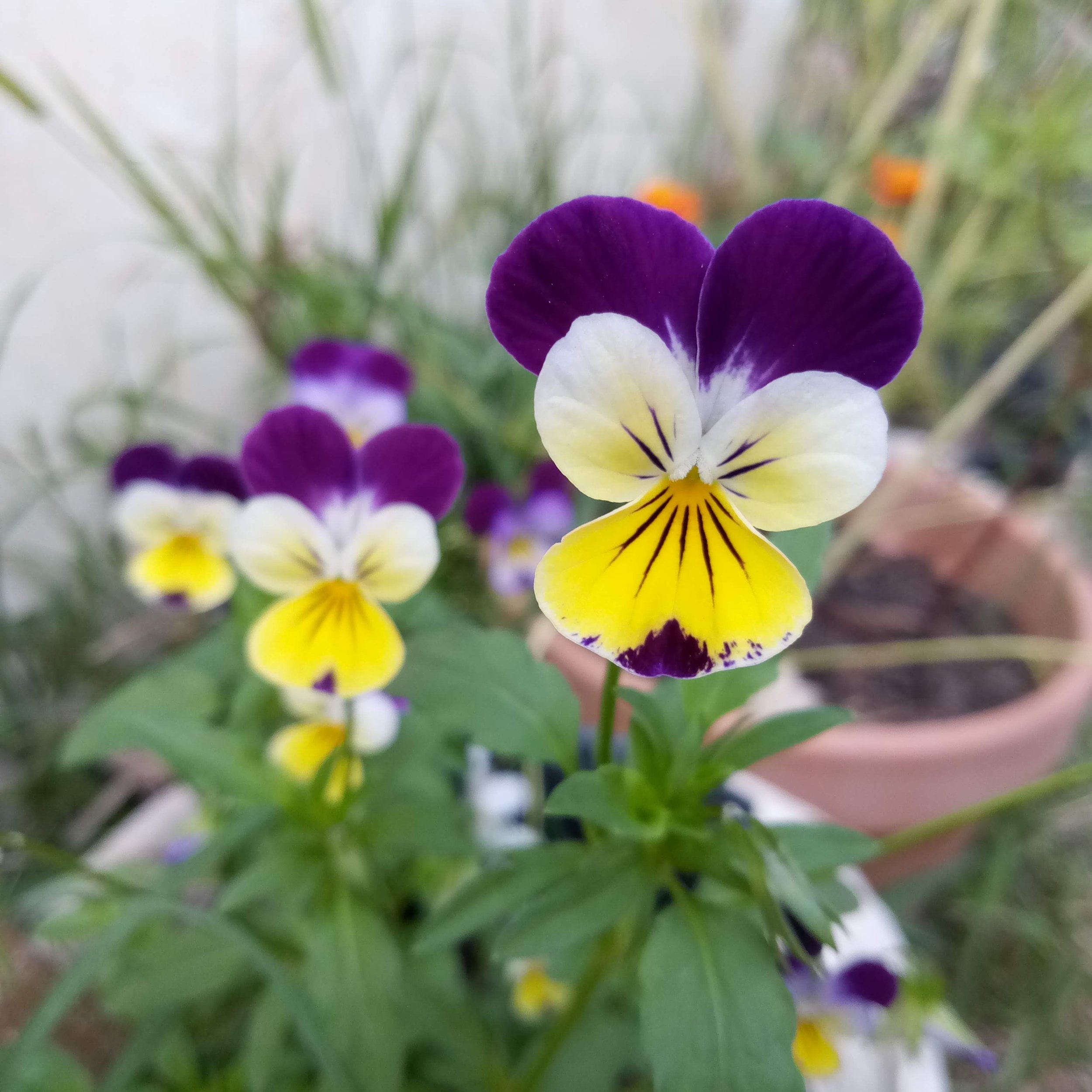 little-veggie-patch-co-seed-viola-1.jpg