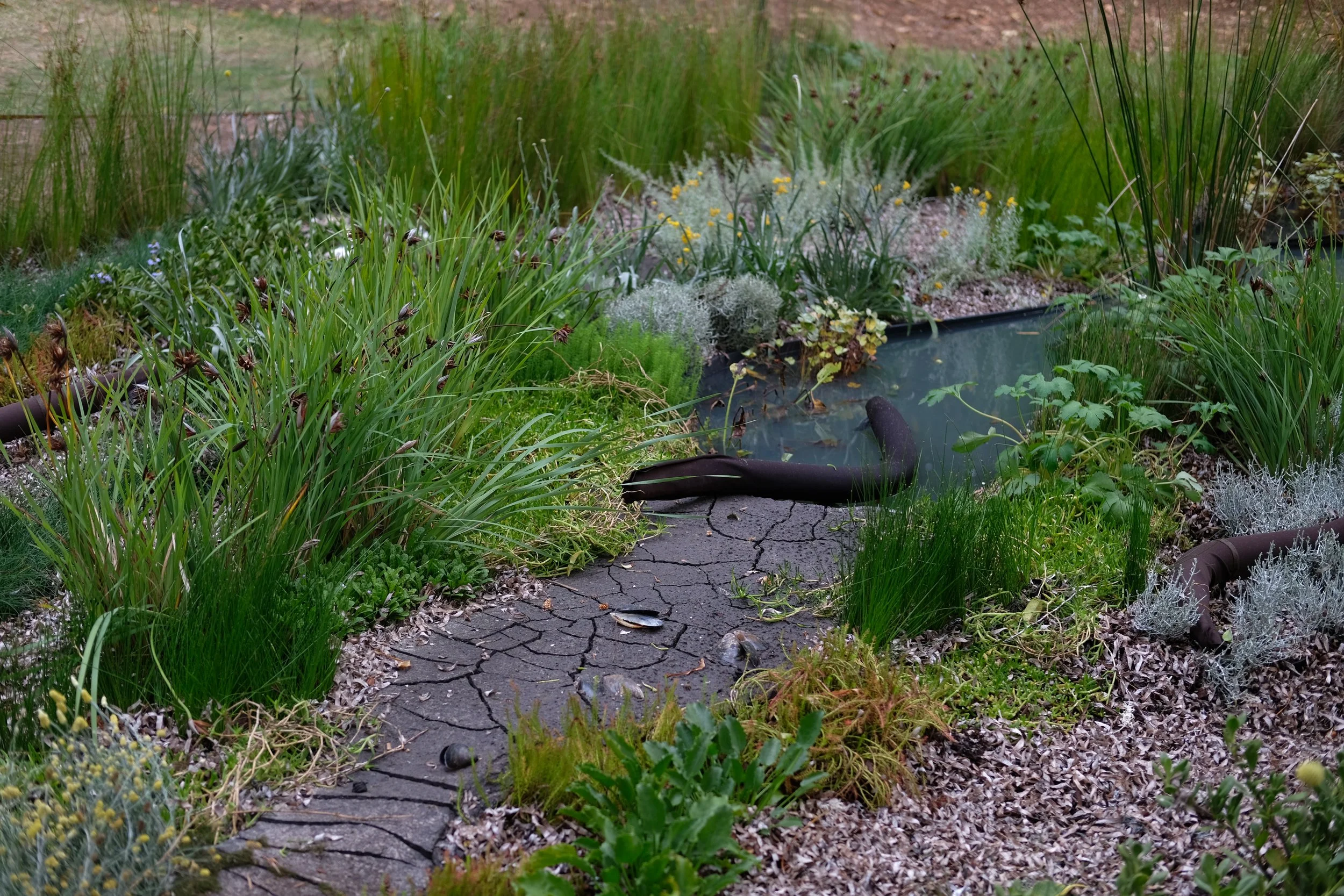 Natural mulch in a native garden
