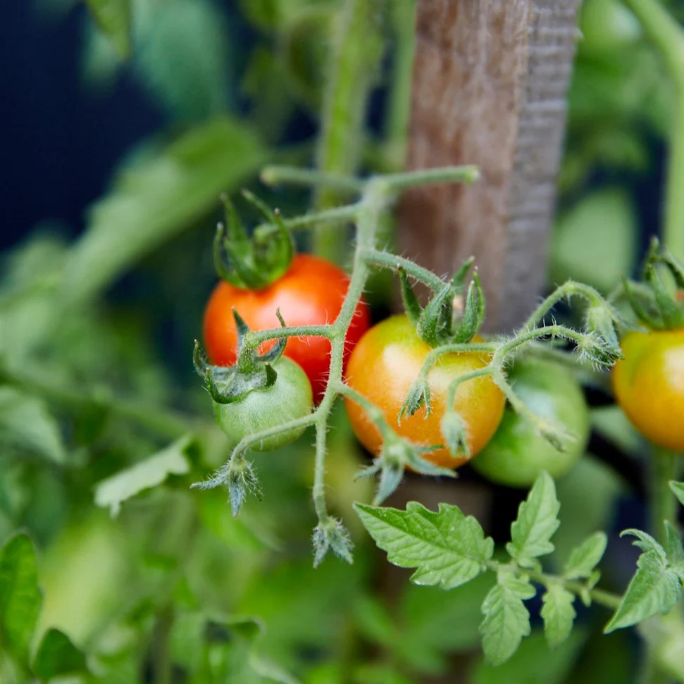 little-veggie-patch-co-seed-tomato-tommy-toe-3.png