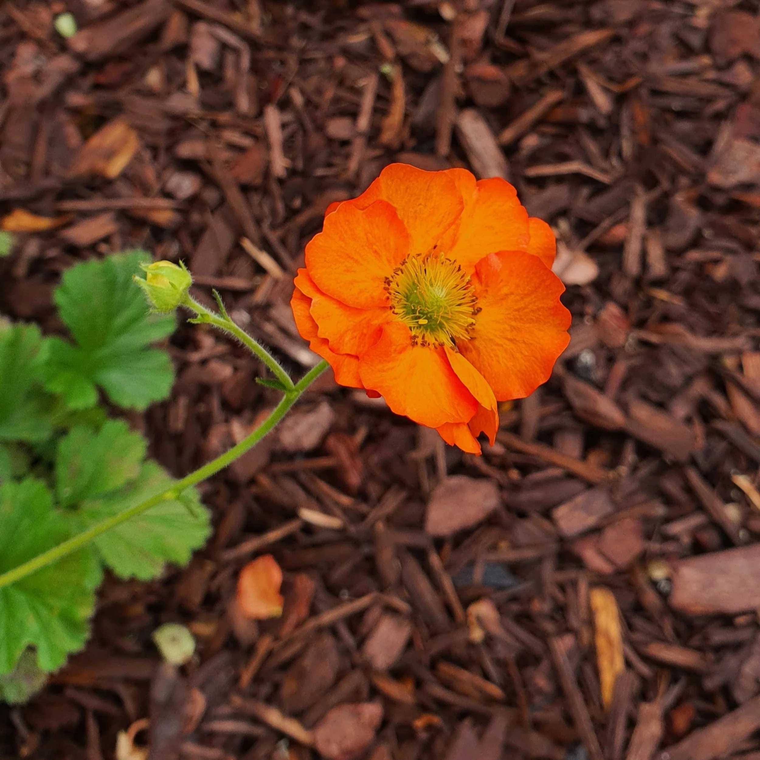 A photo of geum scarlet tempest, an orange cup-shaped flower with scalloped leaves