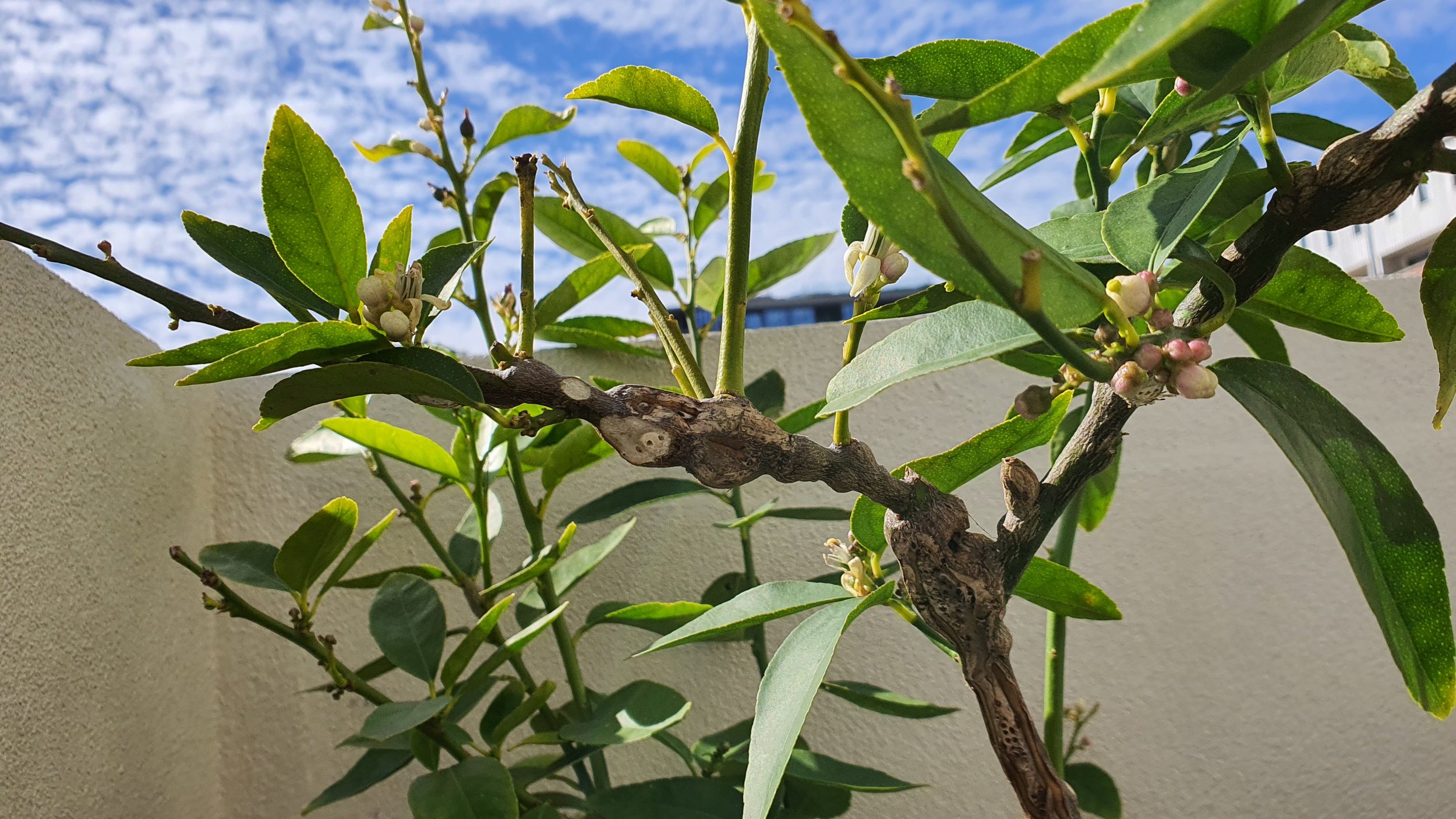 Branches of a lemon tree with woody lumps caused by citrus gall wasp