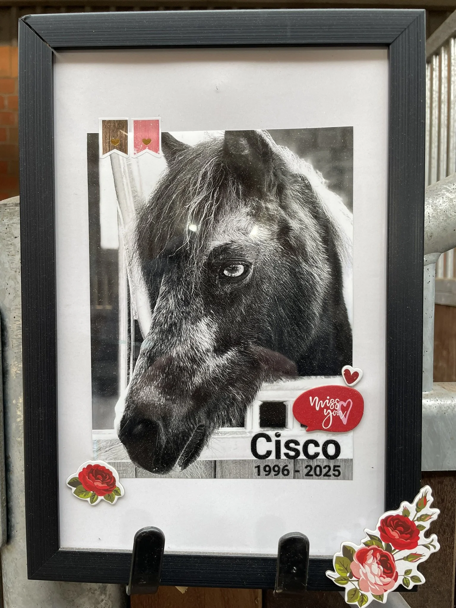 Niederlagen gemeinsam tragen_Cisco Trauer.JPEG