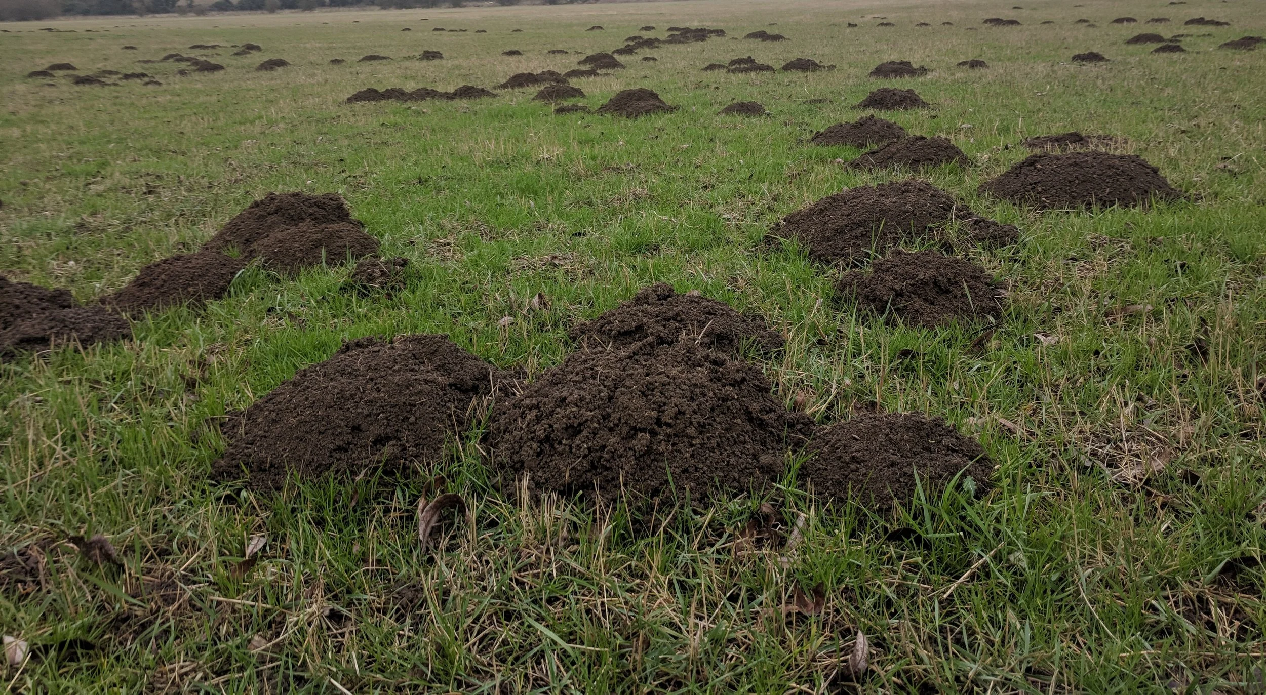 garden-mole-removal.jpg