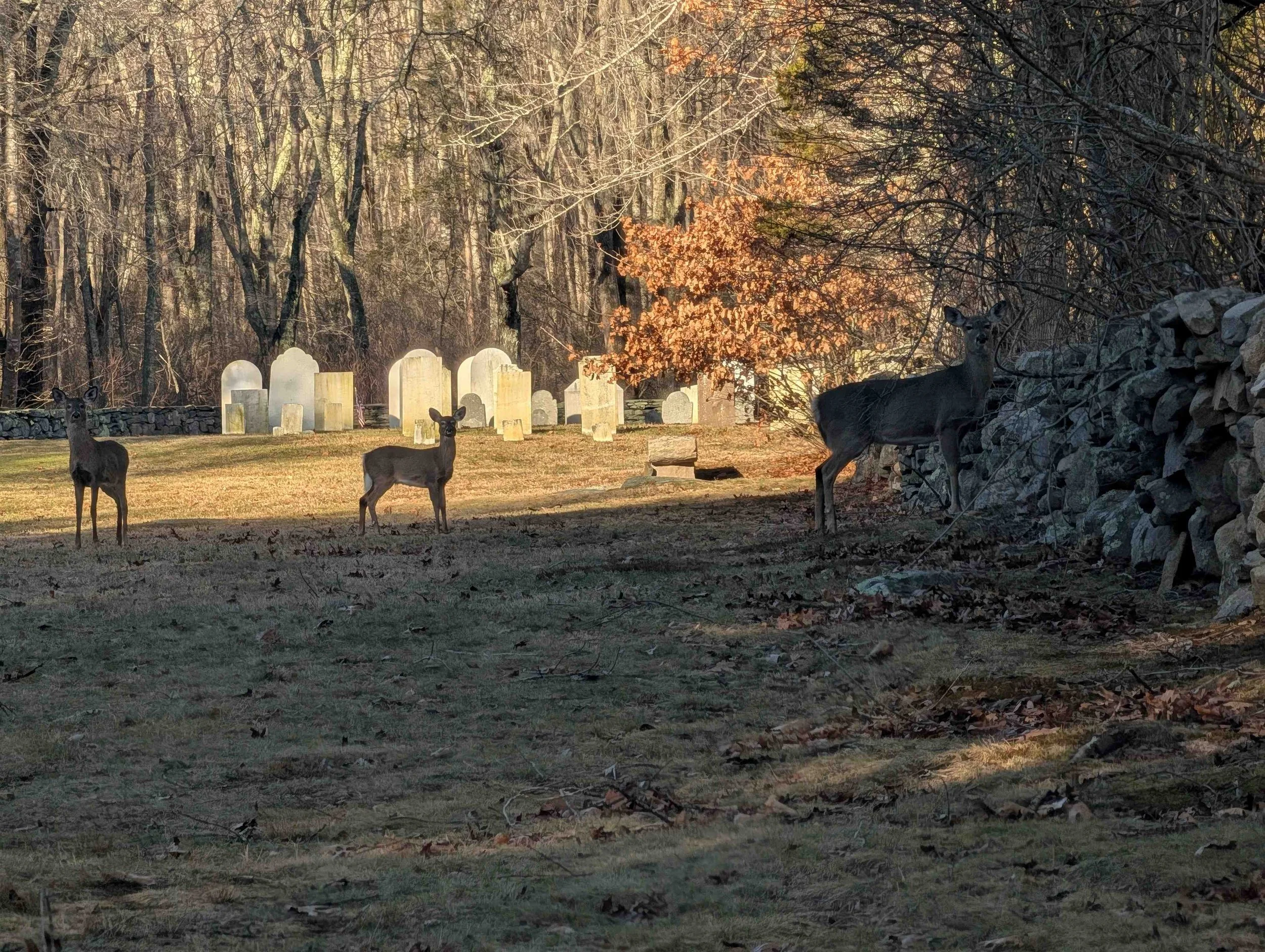 Morning Surprise