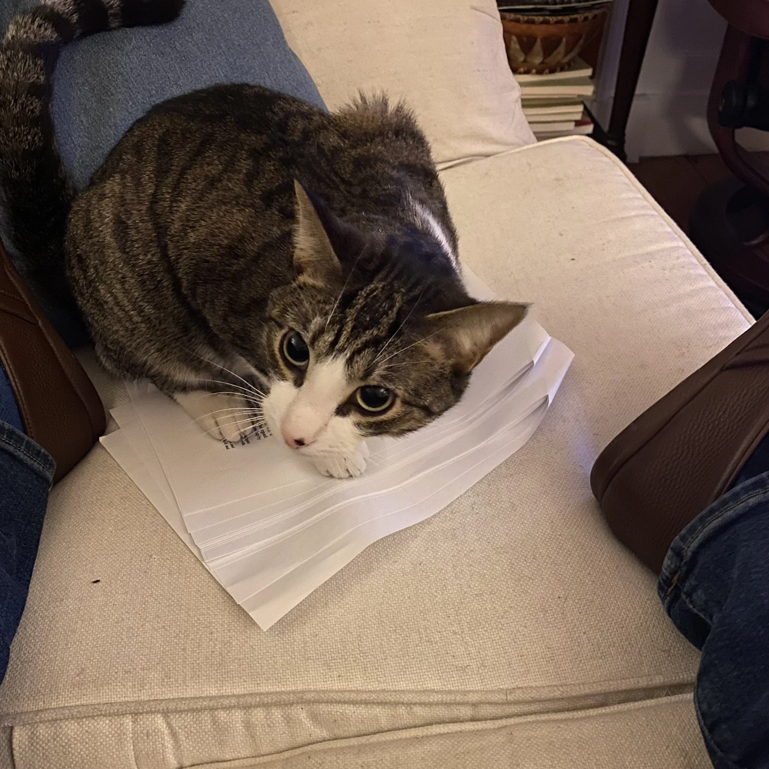 Loki, a brown and white domestic shorthaired cat.