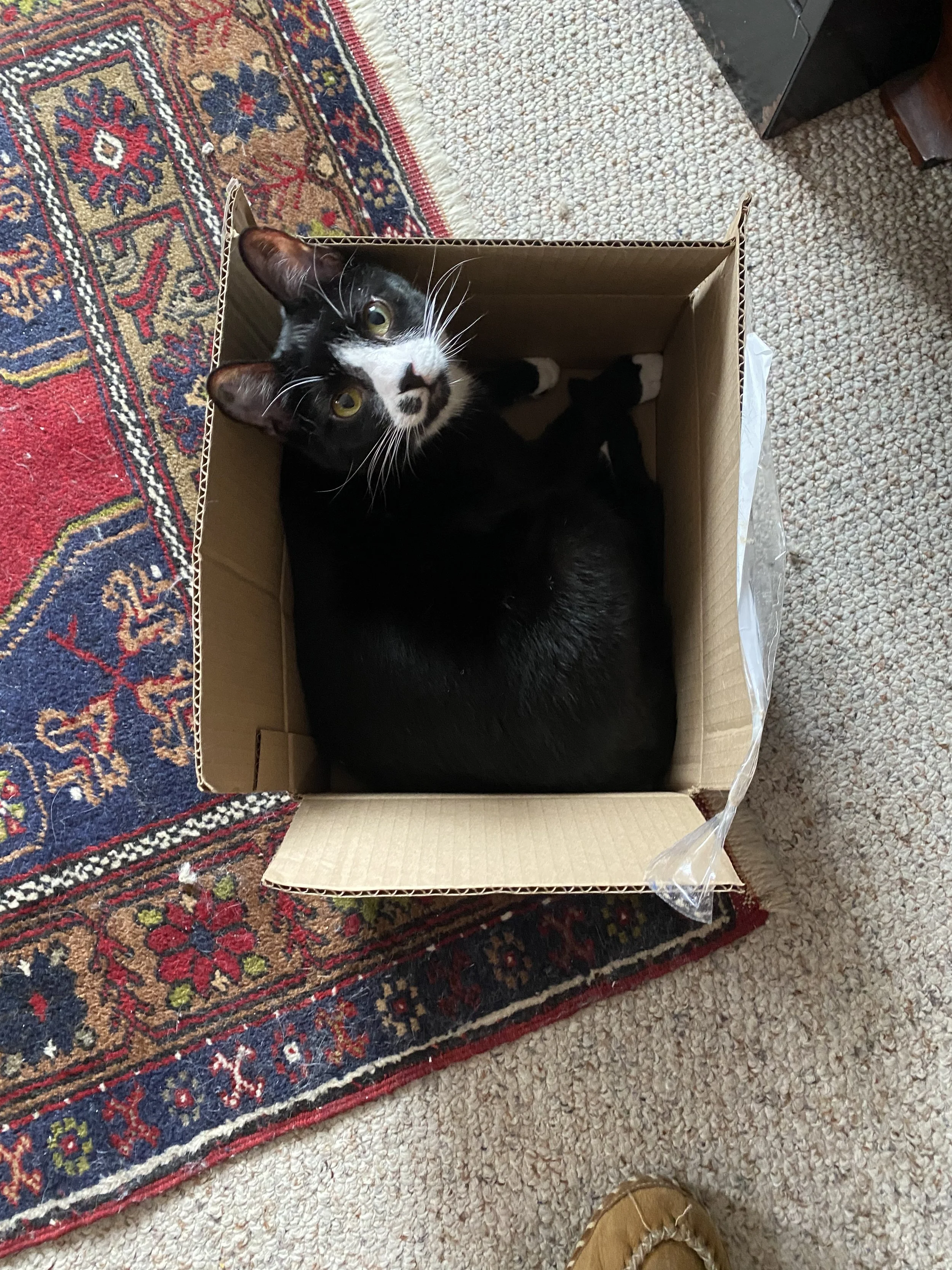 Steinway, a tuxedo domestic shorthaired cat tucked into a small box.