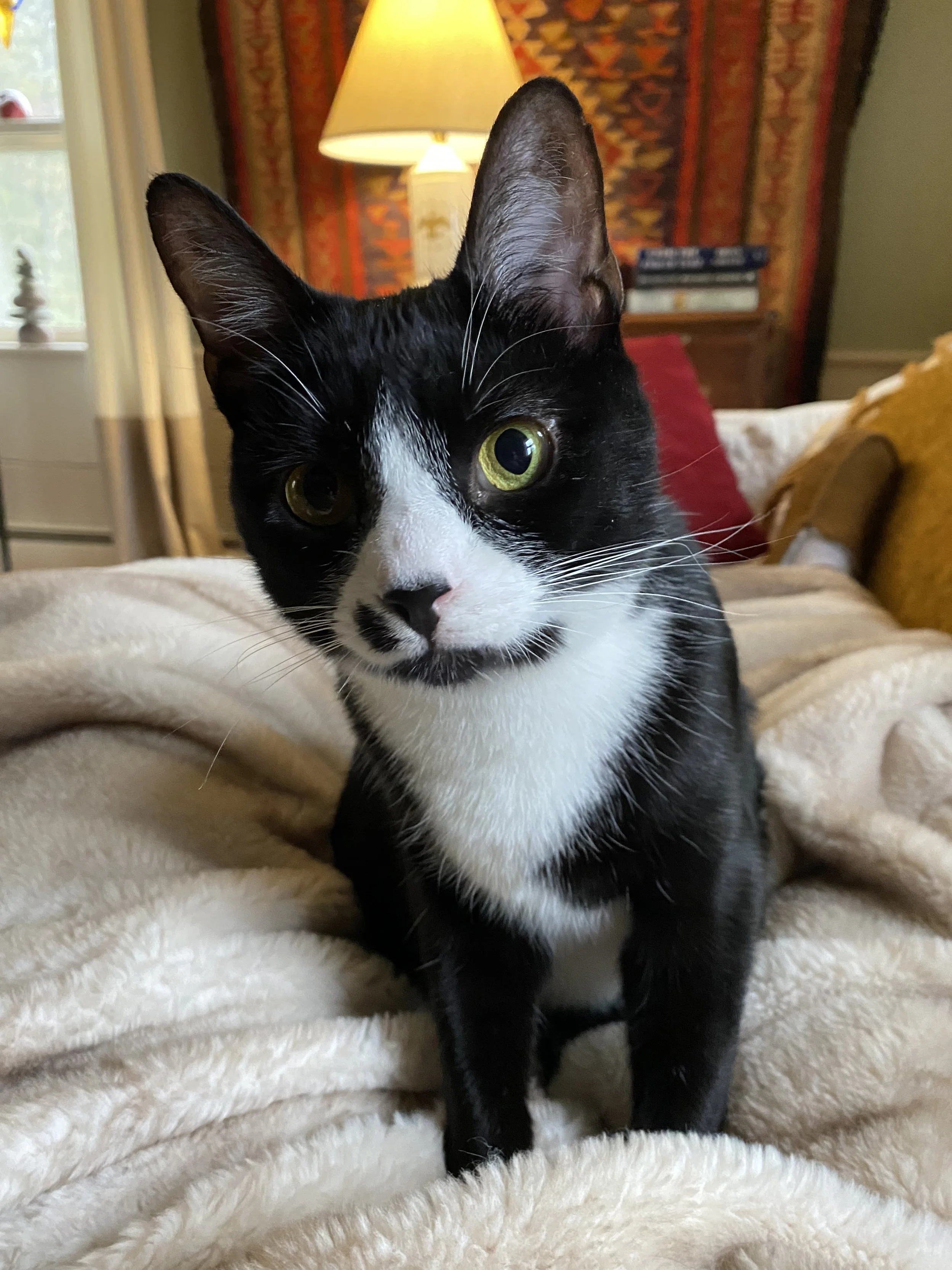 Steinway, a tuxedo domestic shorthaired cat.